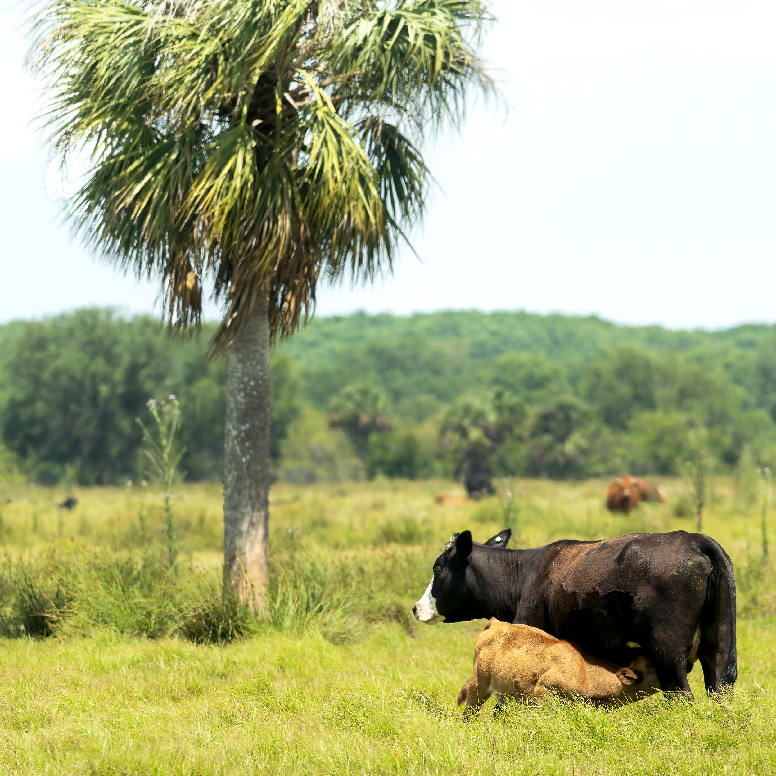 Florida Scrub Cattle Mother and Calf