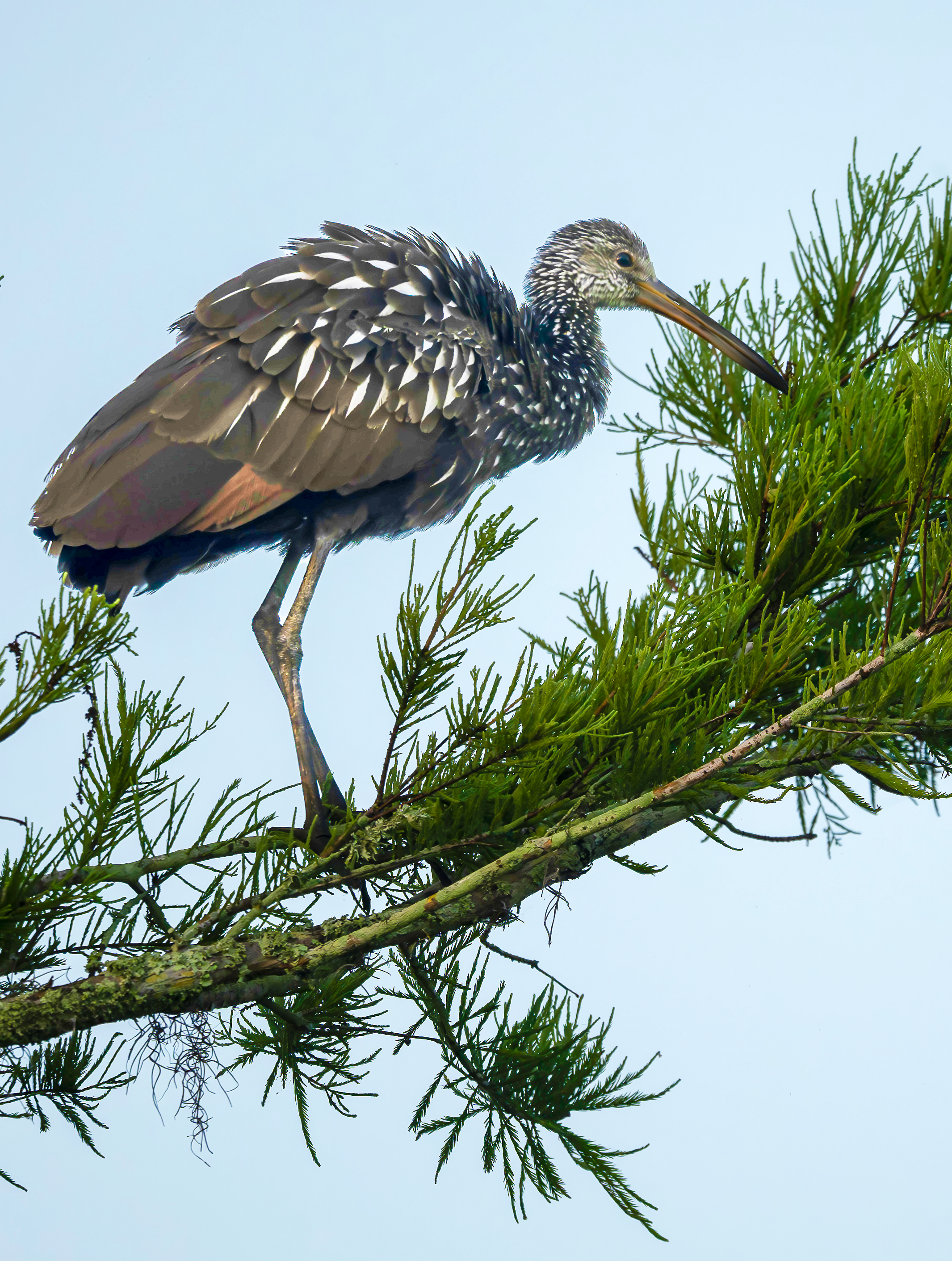 Limpkin perched on a pine tree on Blue Cypress Lake Florida