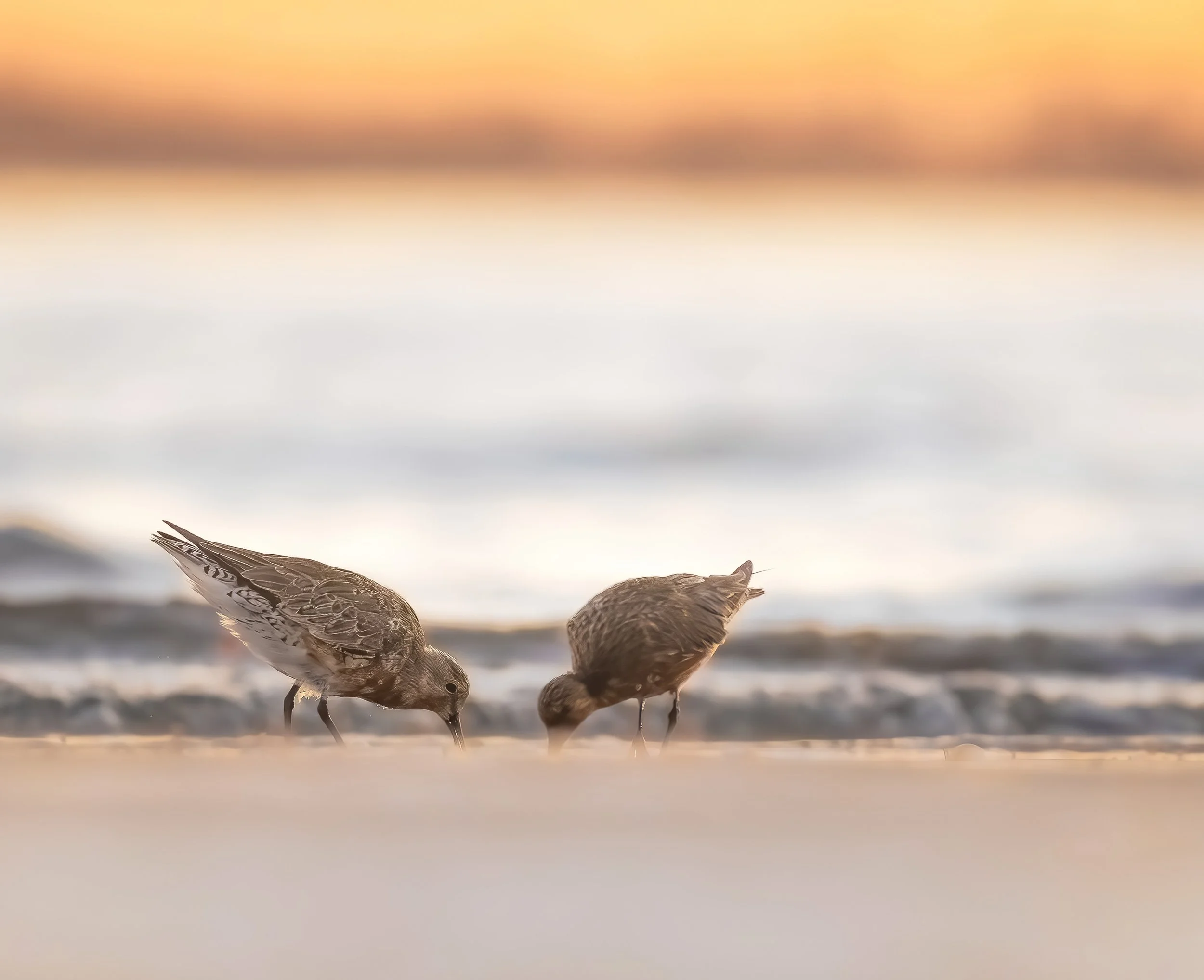 Two Red Knots feeding on the shoreline on  Hilton Head Island
