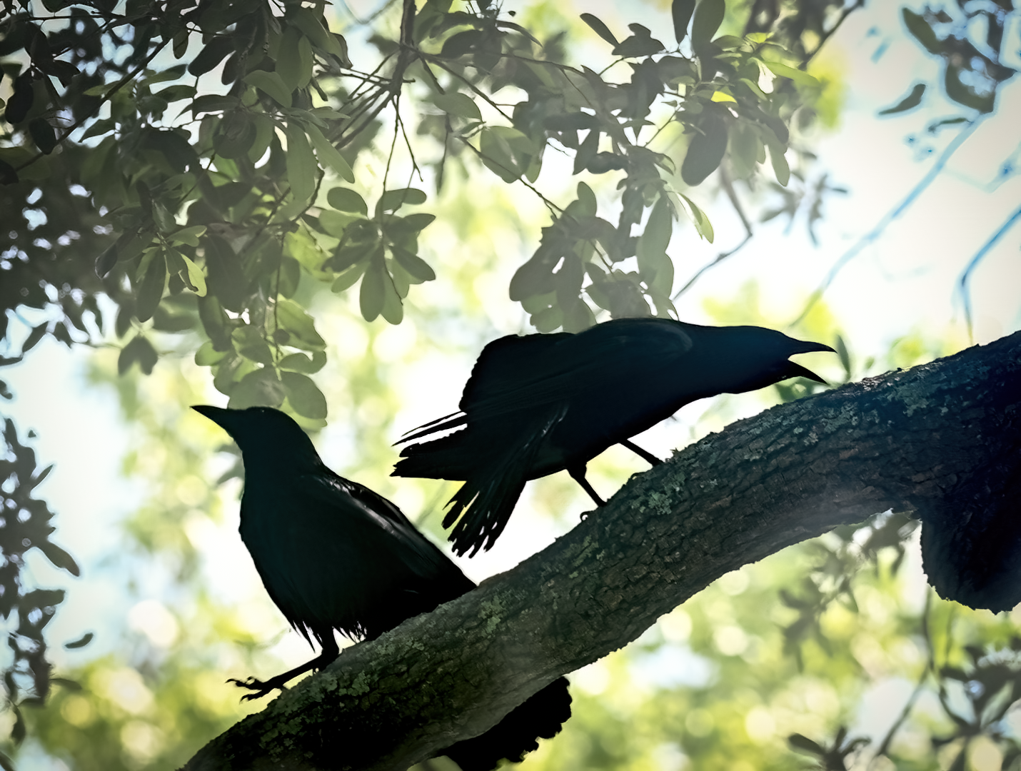A pair of American Crows Perched up in Tree