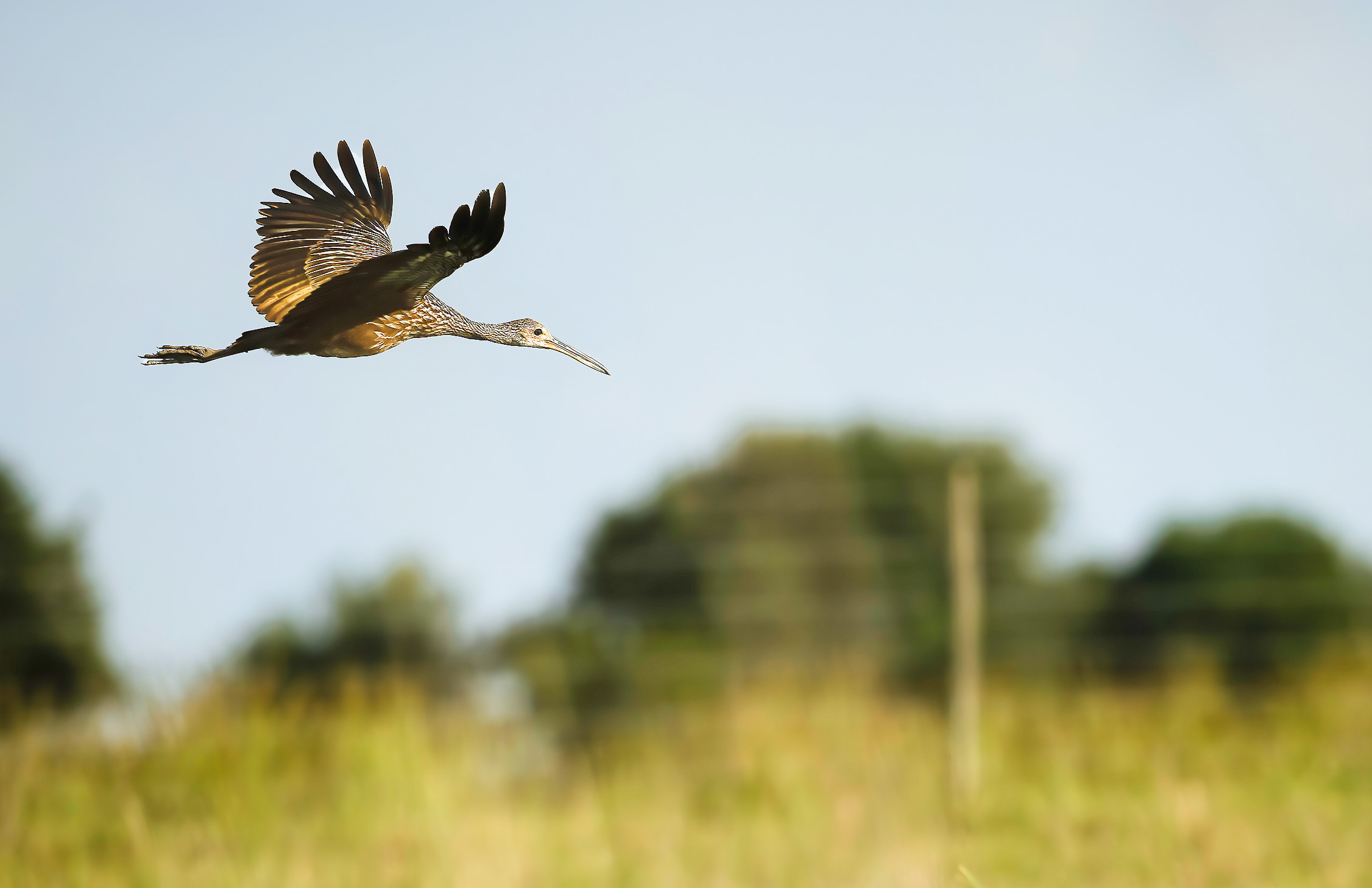 Limpkin flying over Lake Kissimmee Florida