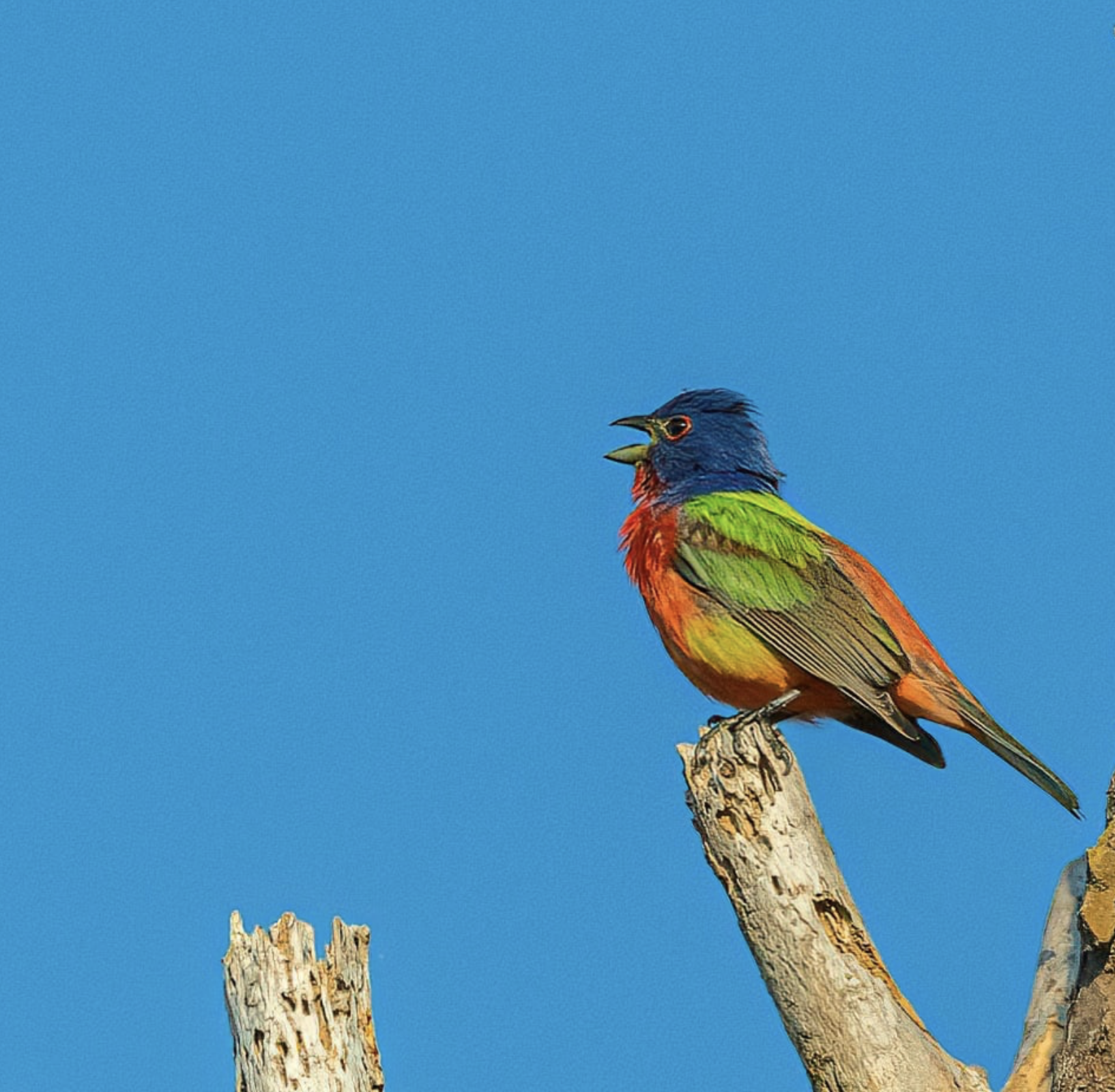 Painted Bunting Singing on a Snag - Pinckney Island NWR