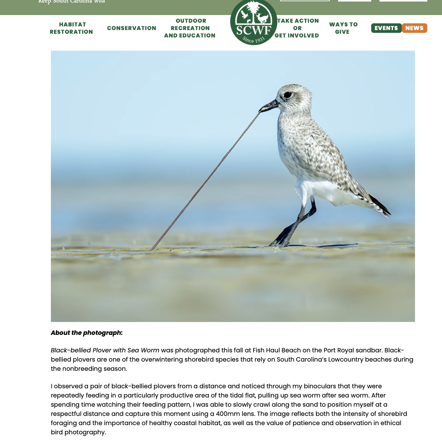 Black-bellied Plover with Sea Worm