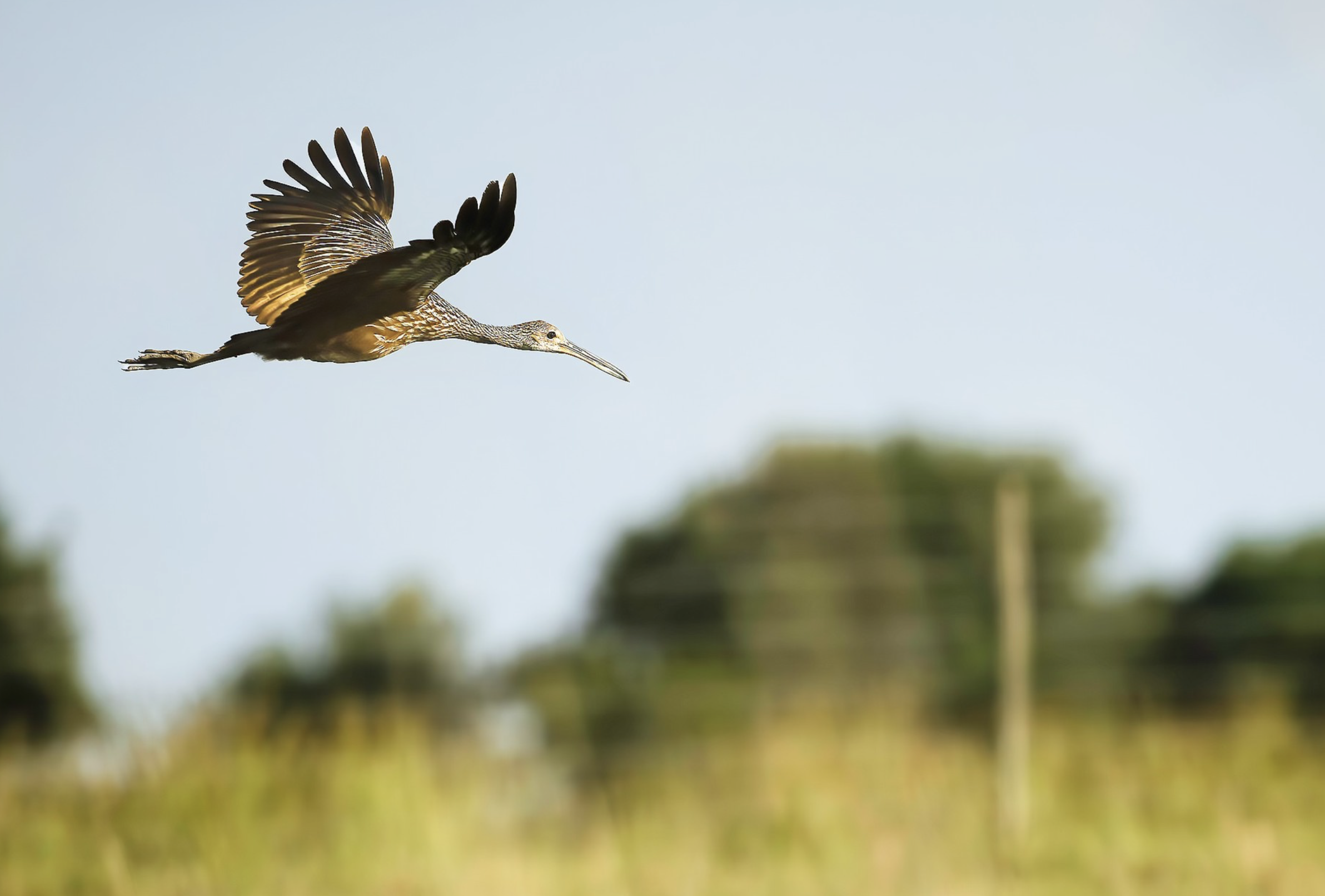 Limpkin in flight Lake Kissimmee Florida