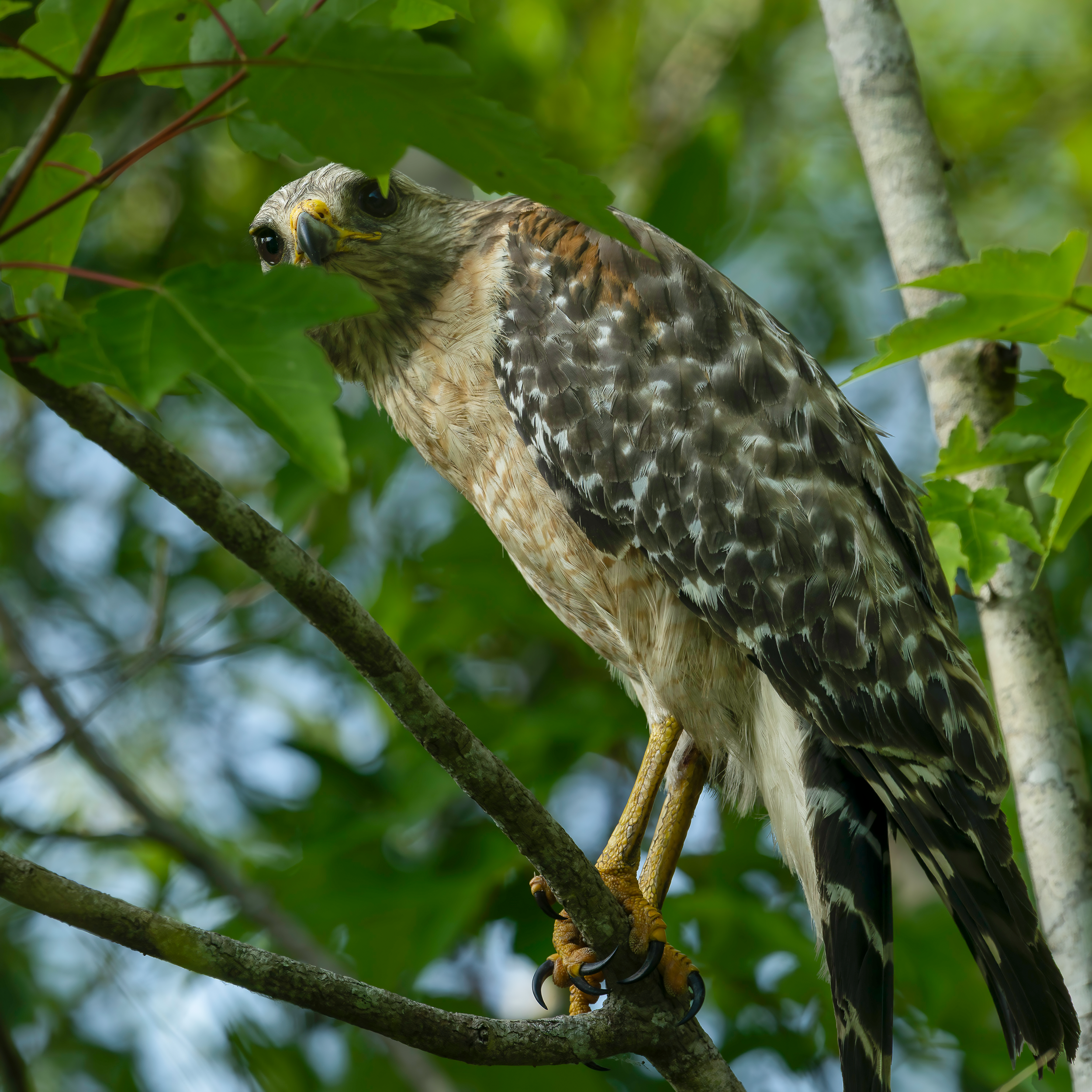 Red-shouldered Hawk perched in tree on Blue Cypress Lake Florida