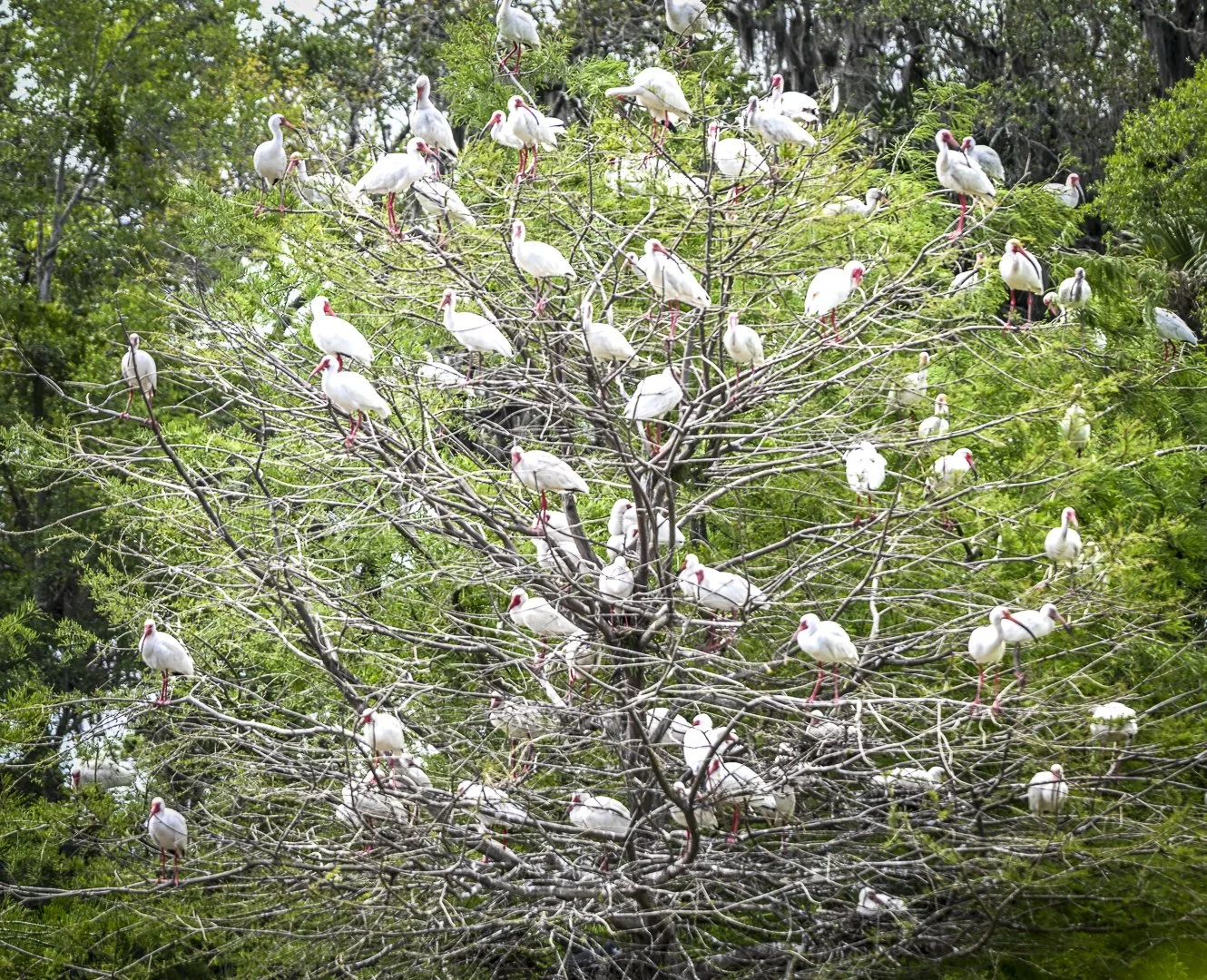 White Ibis perched in a tree - Ibis Pond Pinckney Island NWR