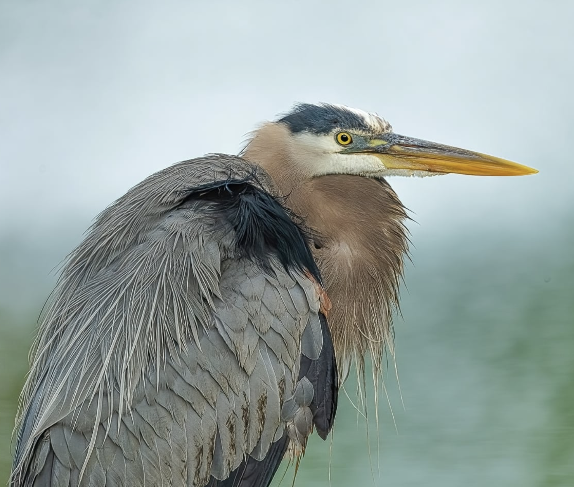 Portrait of a Great Blue Heron