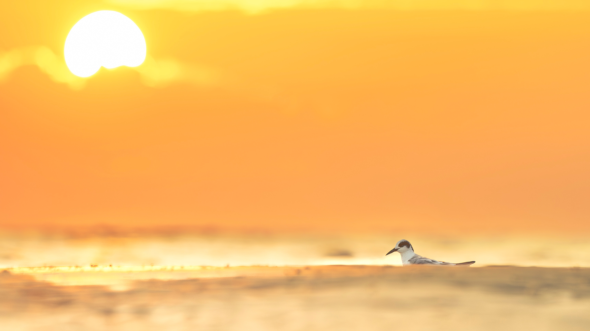Forsters Tern on the beach at sunrise Hilton Head Island