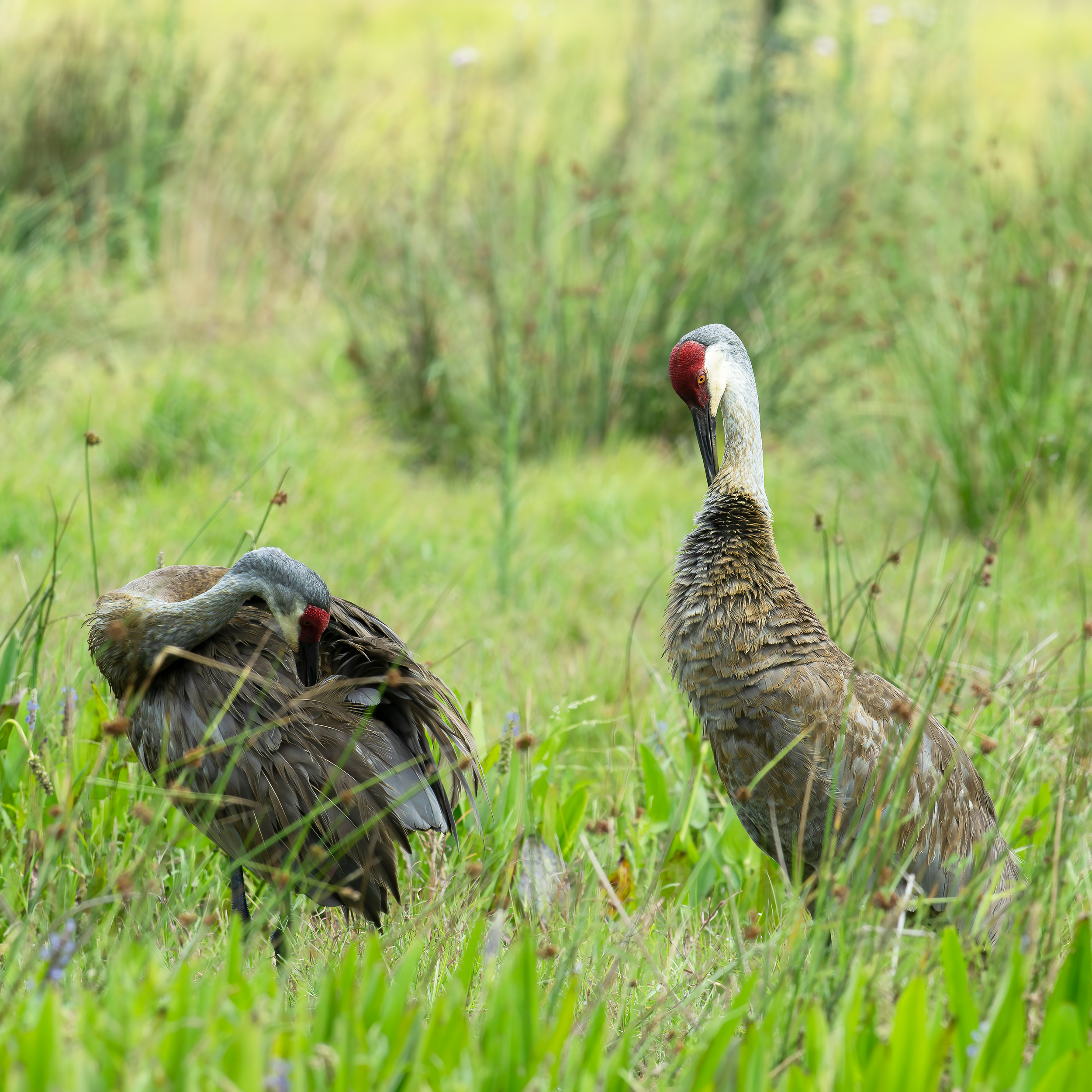 Two Adult Sandhill Cranes Preening in a farm field near Blue Cypress Lake Florida