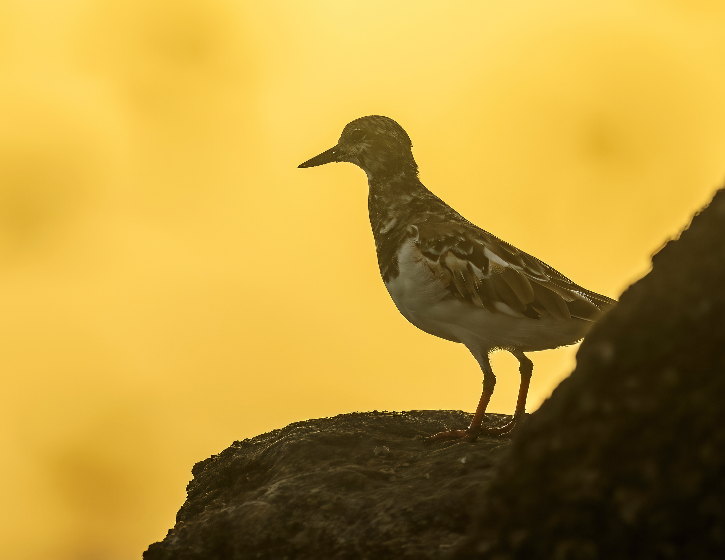 Ruddy Turnstone