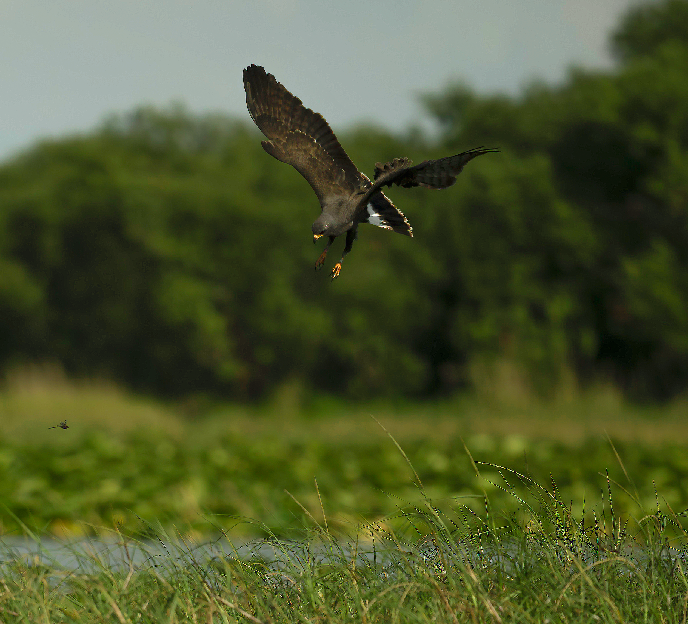 Snail Kite Hunting in Air on Lake Kissimmee Florida