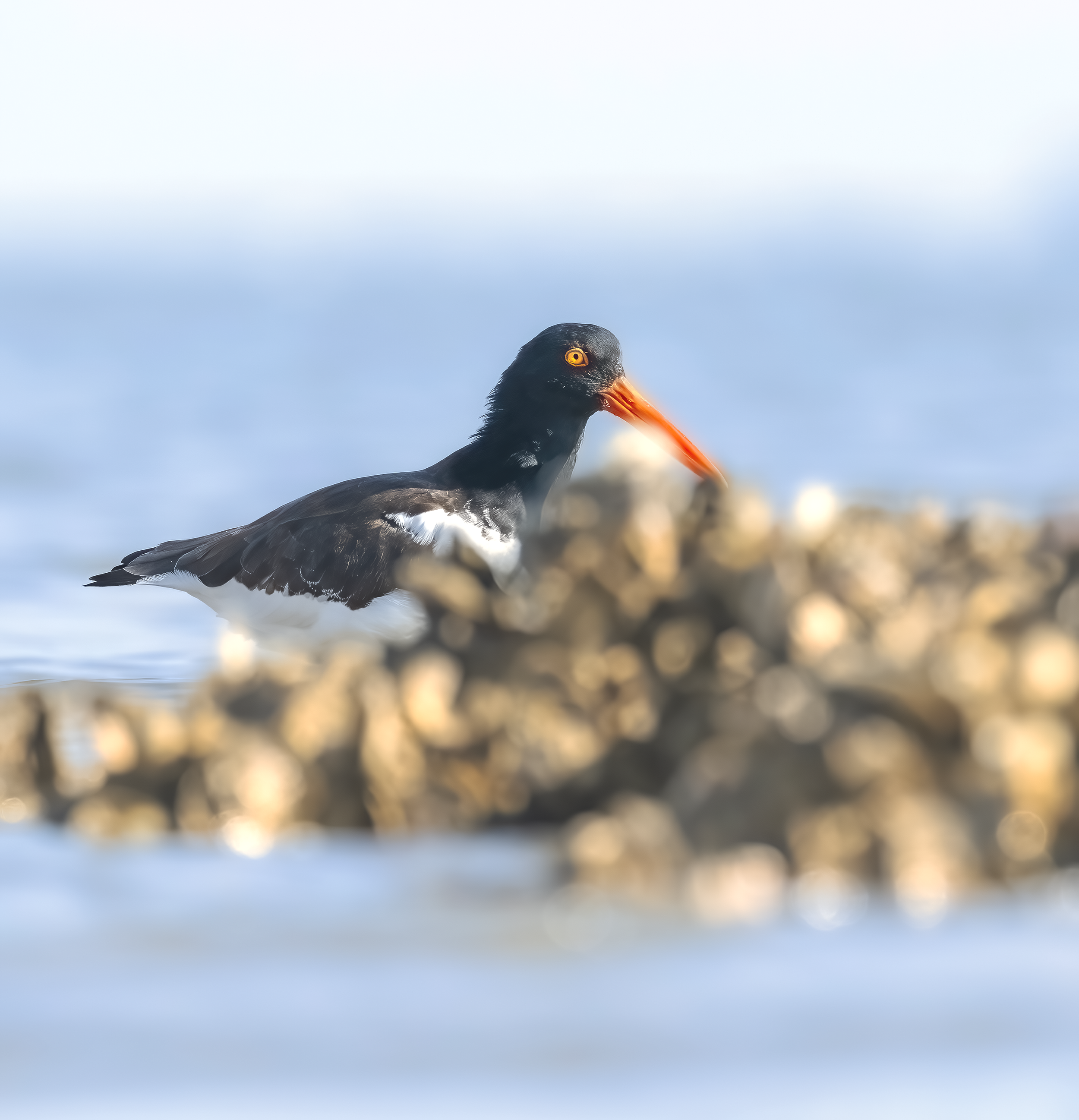 Lowcountry Birds and Nature Hilton Head Island an American Oystercatcher feeding on an oyster bed