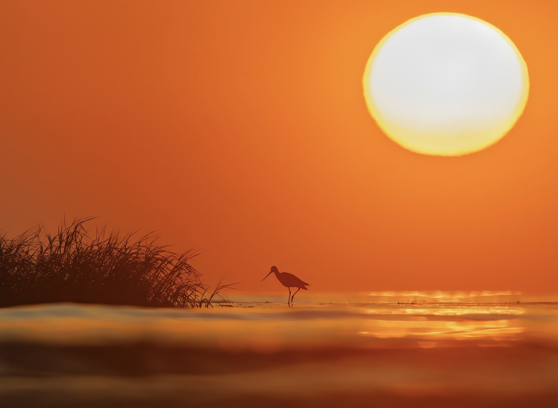 Marbled Godwit - sunrise - Hilton Head Island
