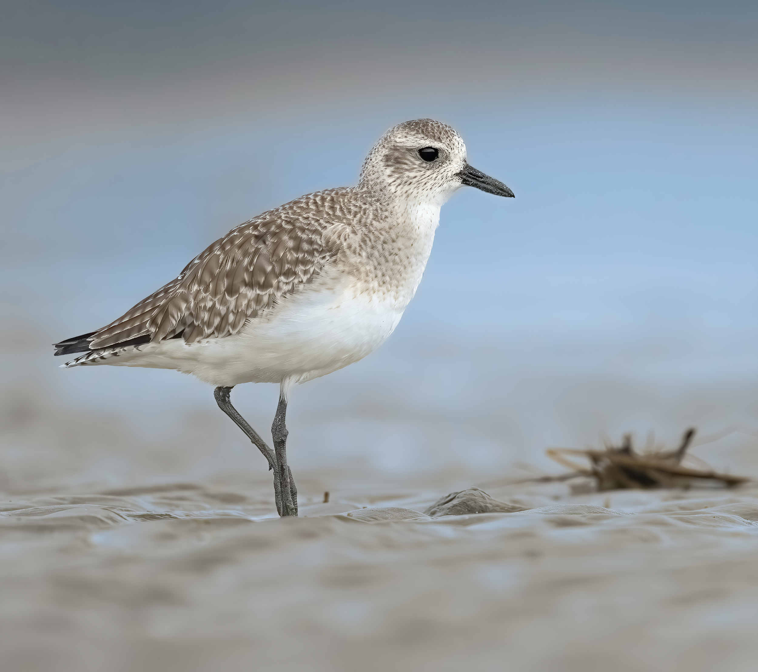 Black-bellied Plover in Non-Breeding Plumage Hilton Head Island