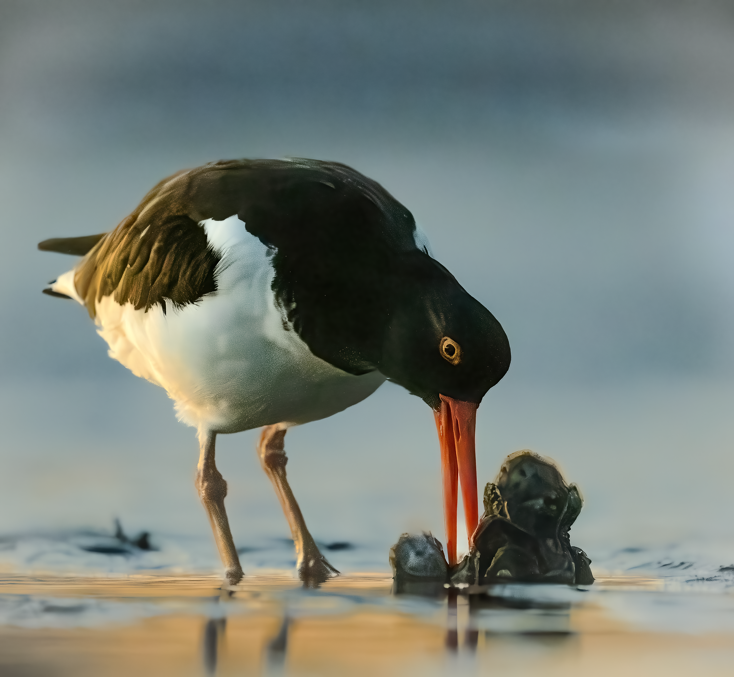 American Oystercatcher