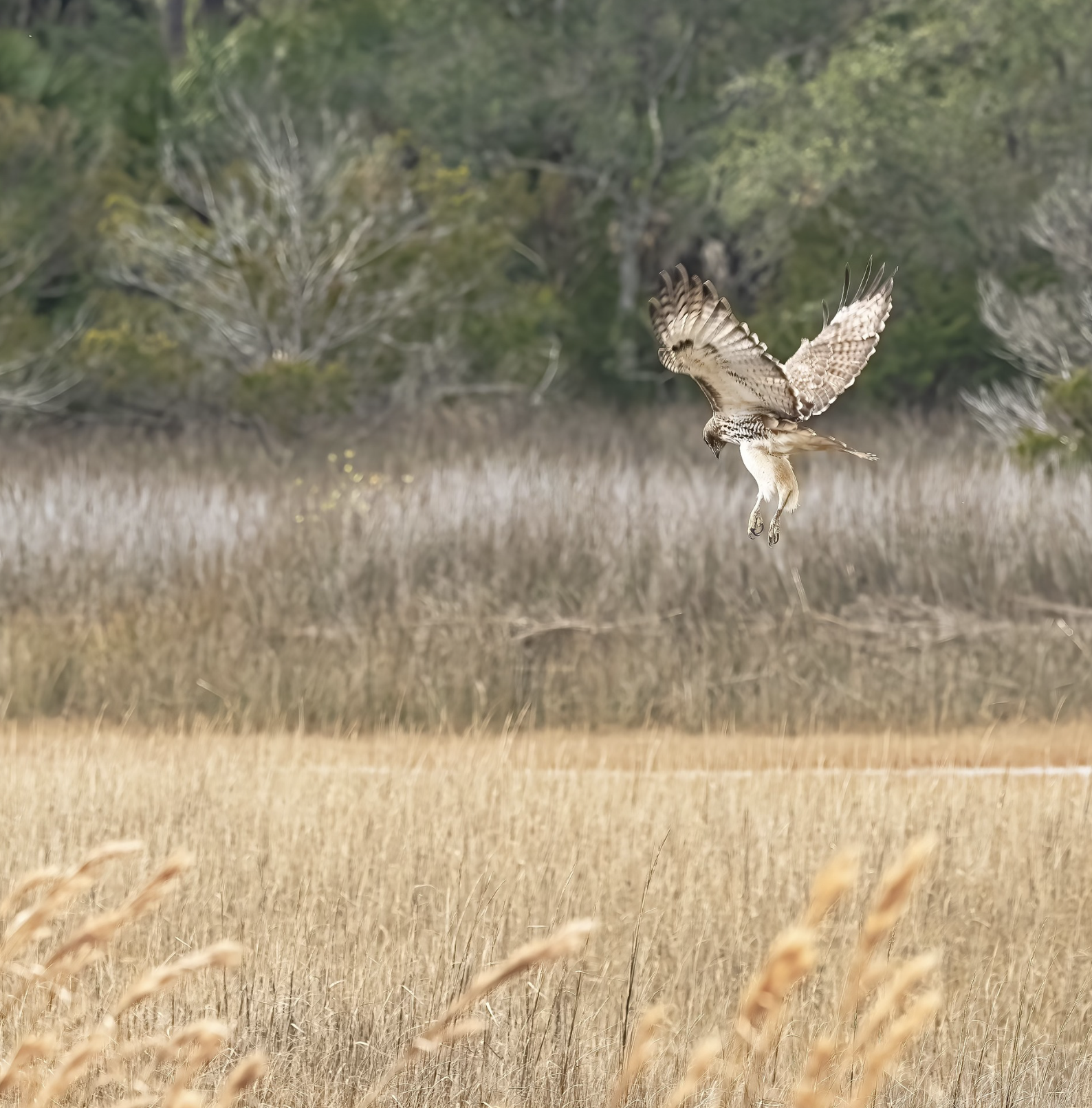 Red-shouldered Hawk Pinckney Island NW