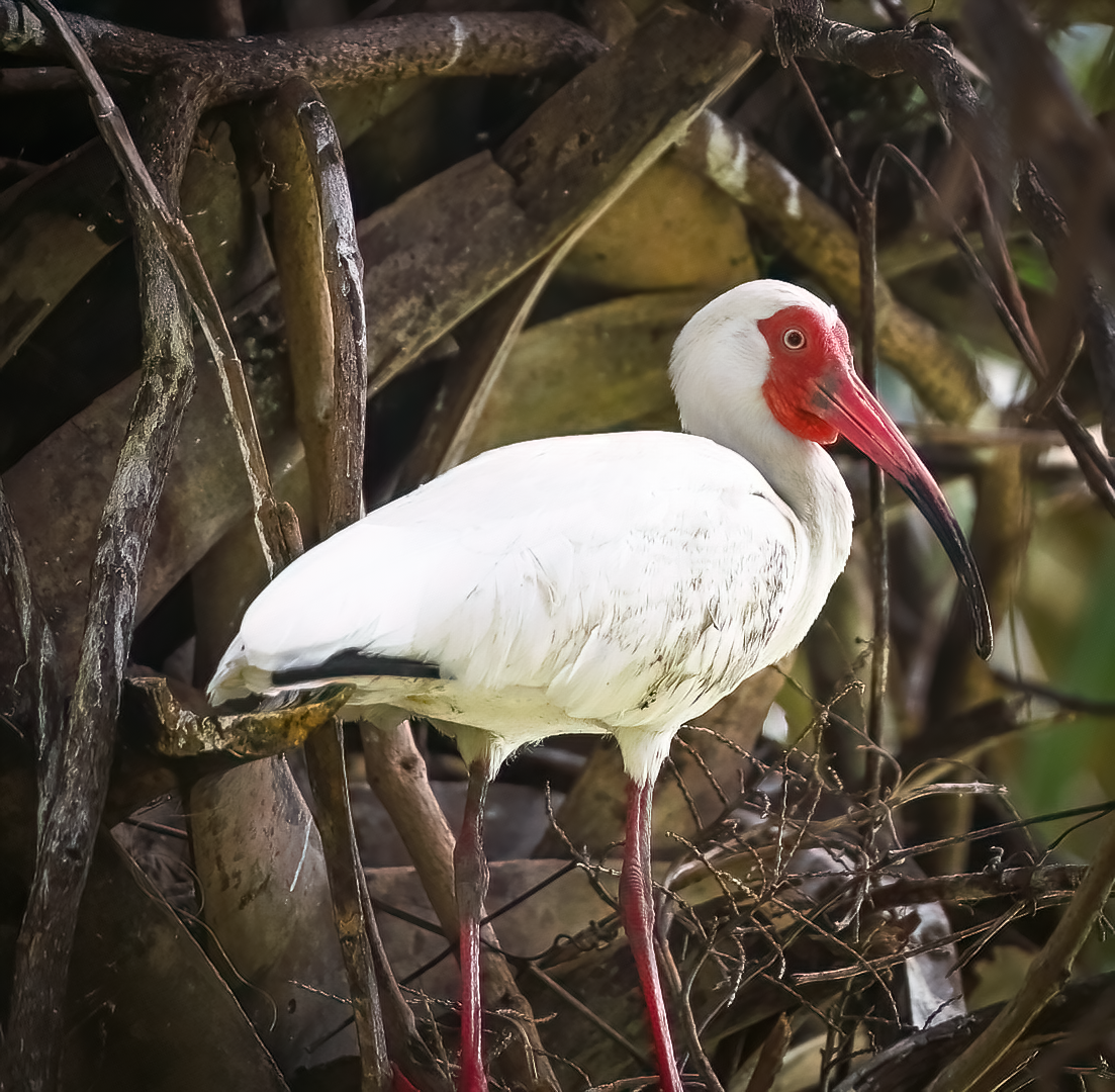 White Ibis Pinckney Island NWR
