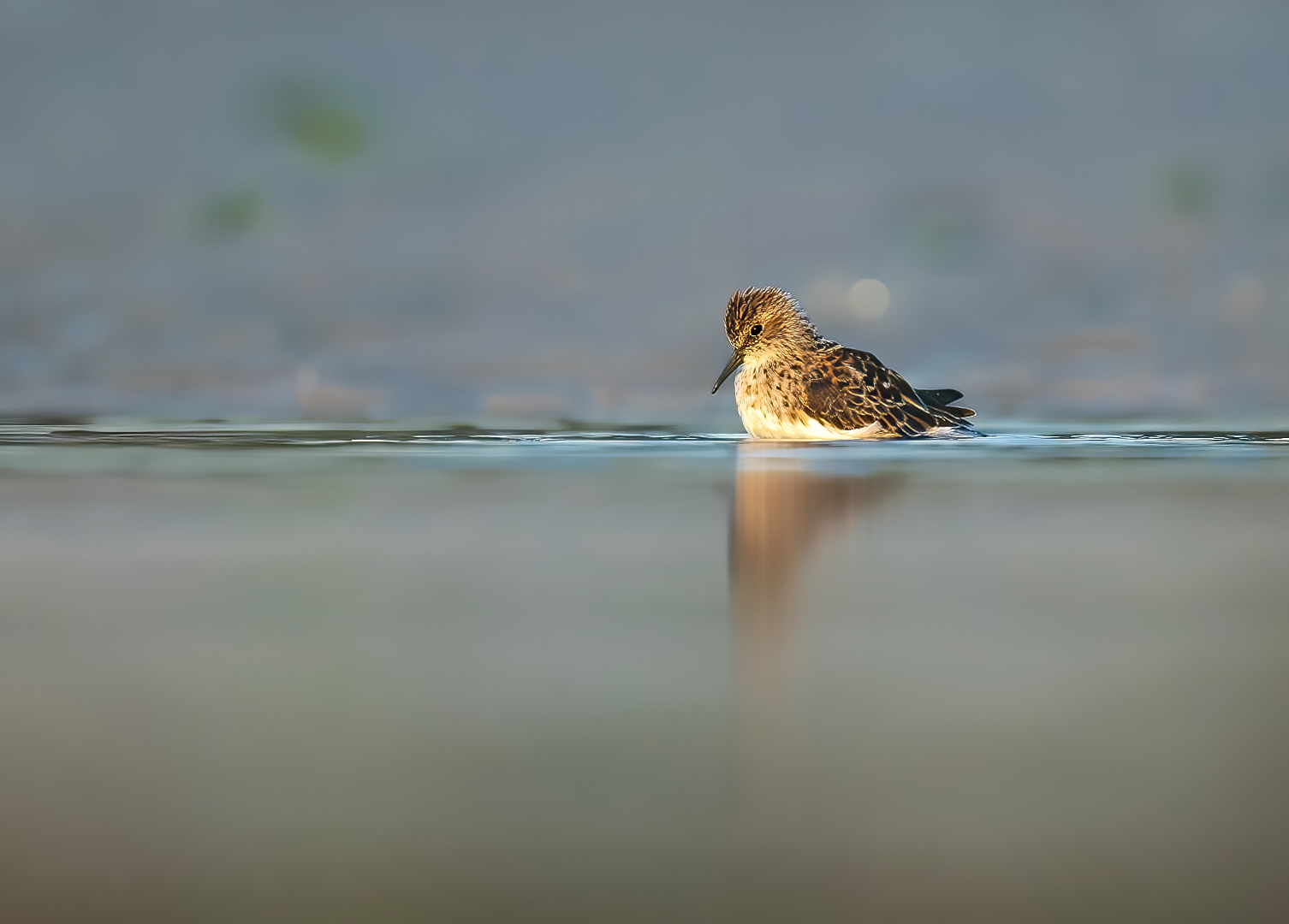 Least Sandpiper