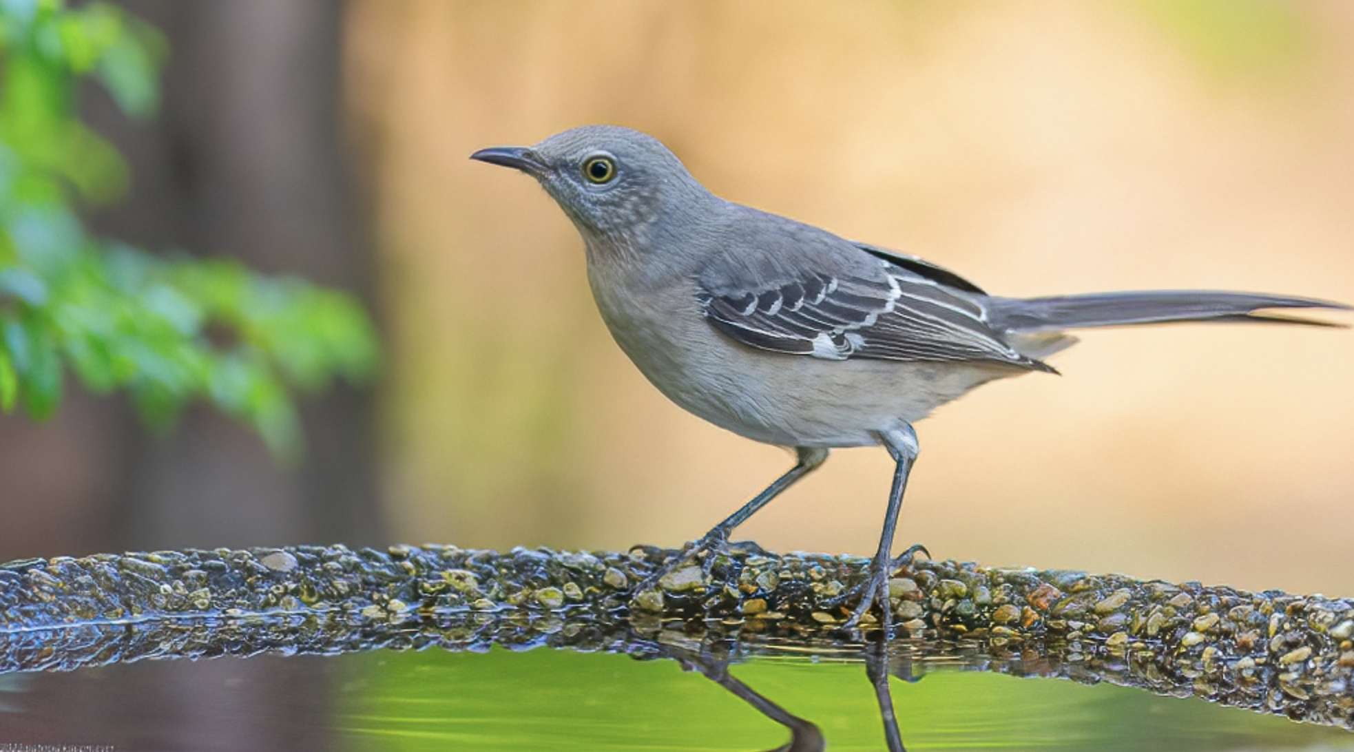 Northern Mockingbird at bird bath Hilton Head Island