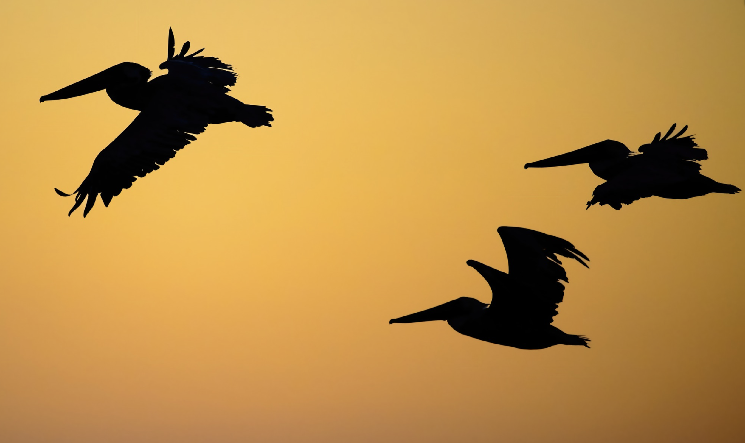 Brown Pelicans in Flight - Hilton Head Island