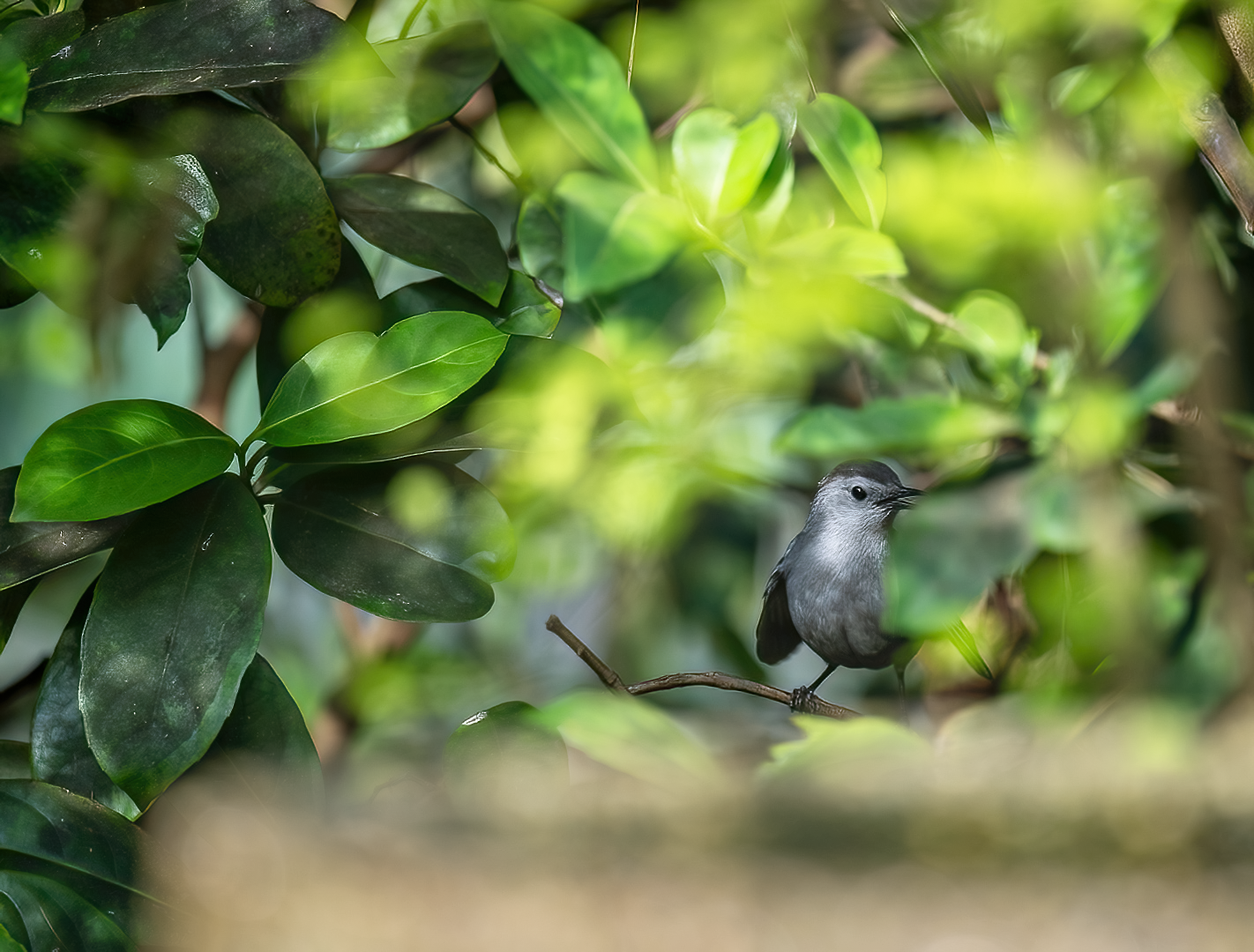 Gray Catbird in the bushes - Hilton Head Island