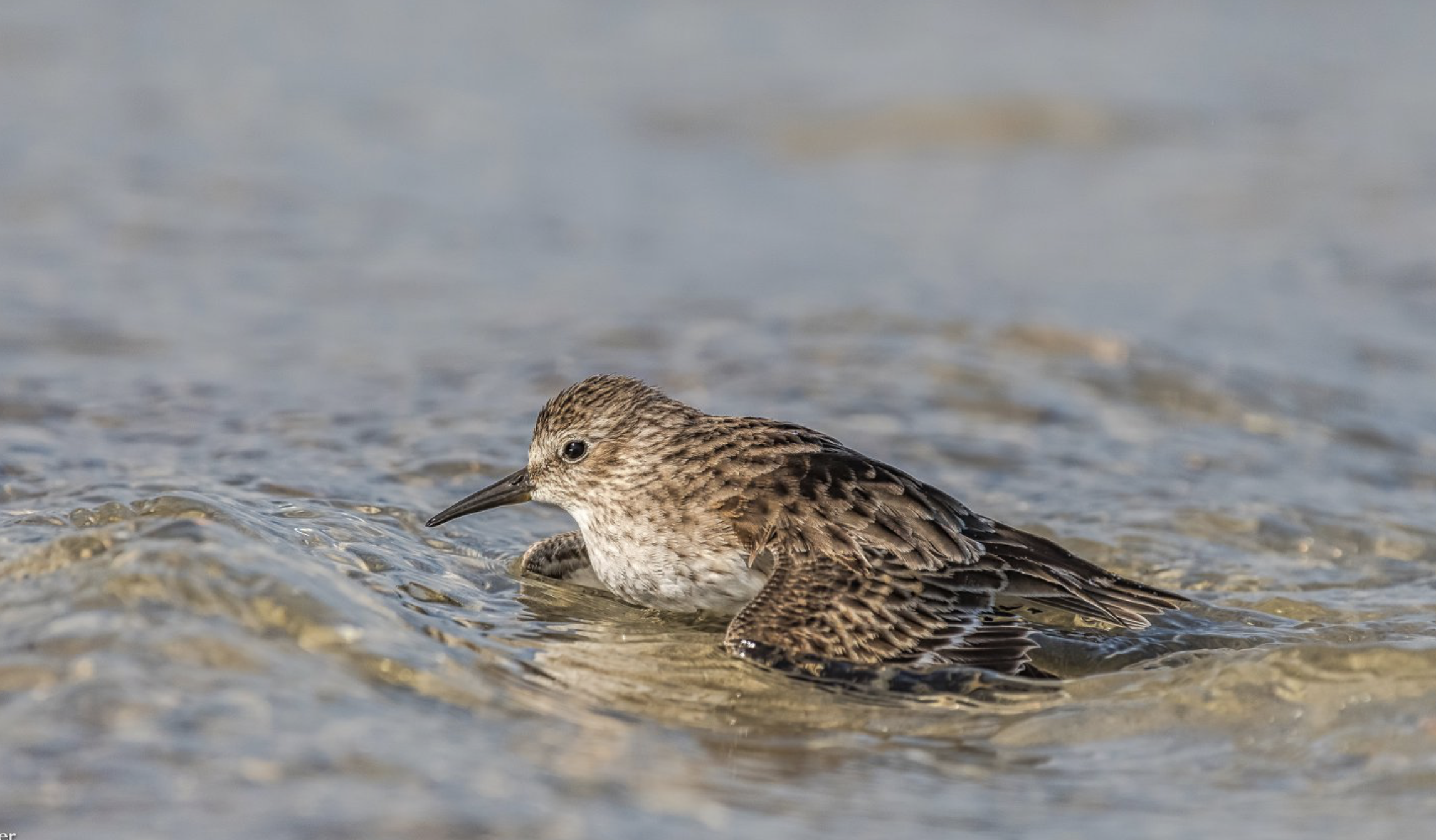 Least Sandpiper Hilton Head Island