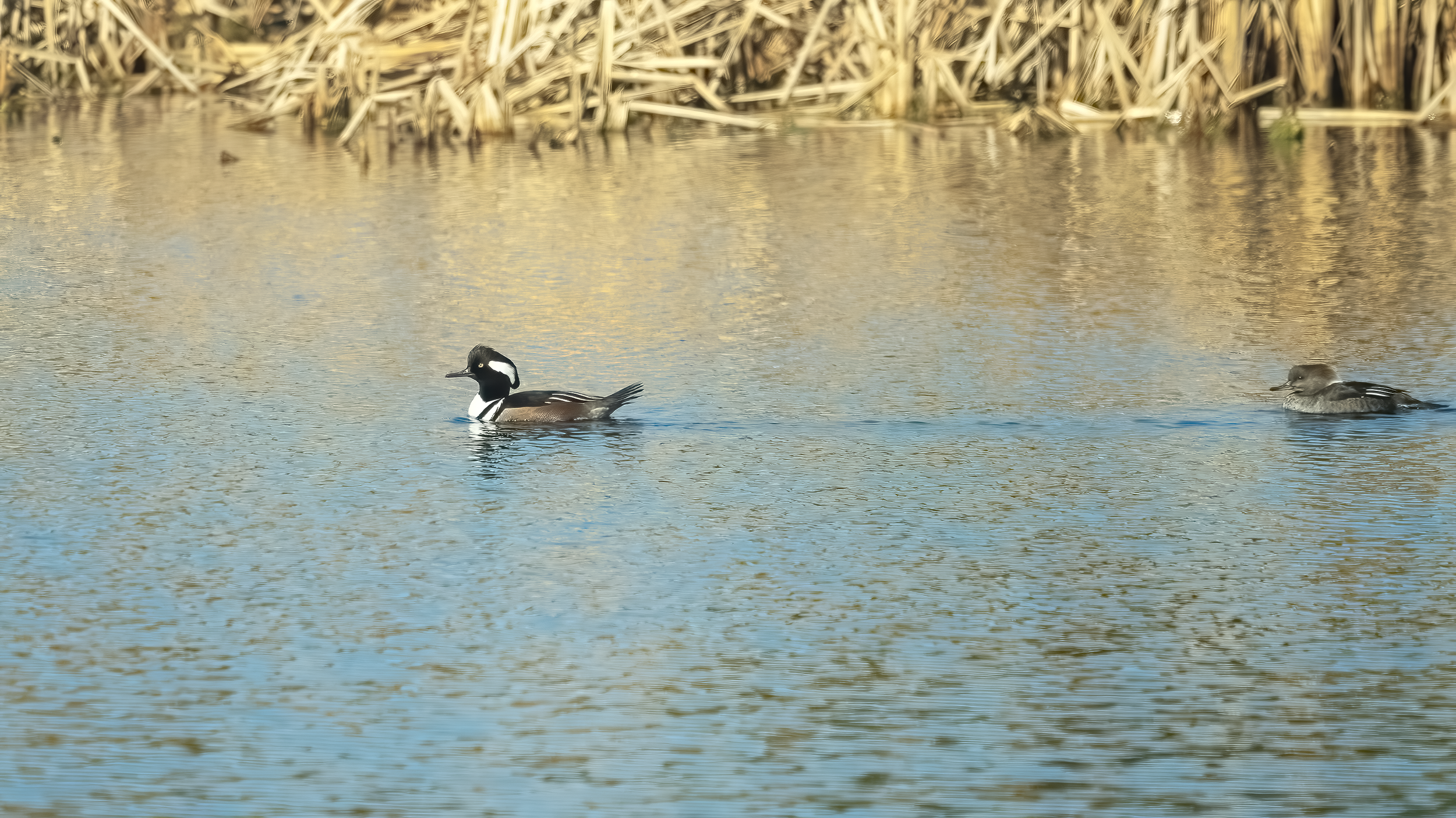 pair of male and female Hooded Merganser Ducks on Ibis Pond Pinckney Island NWR