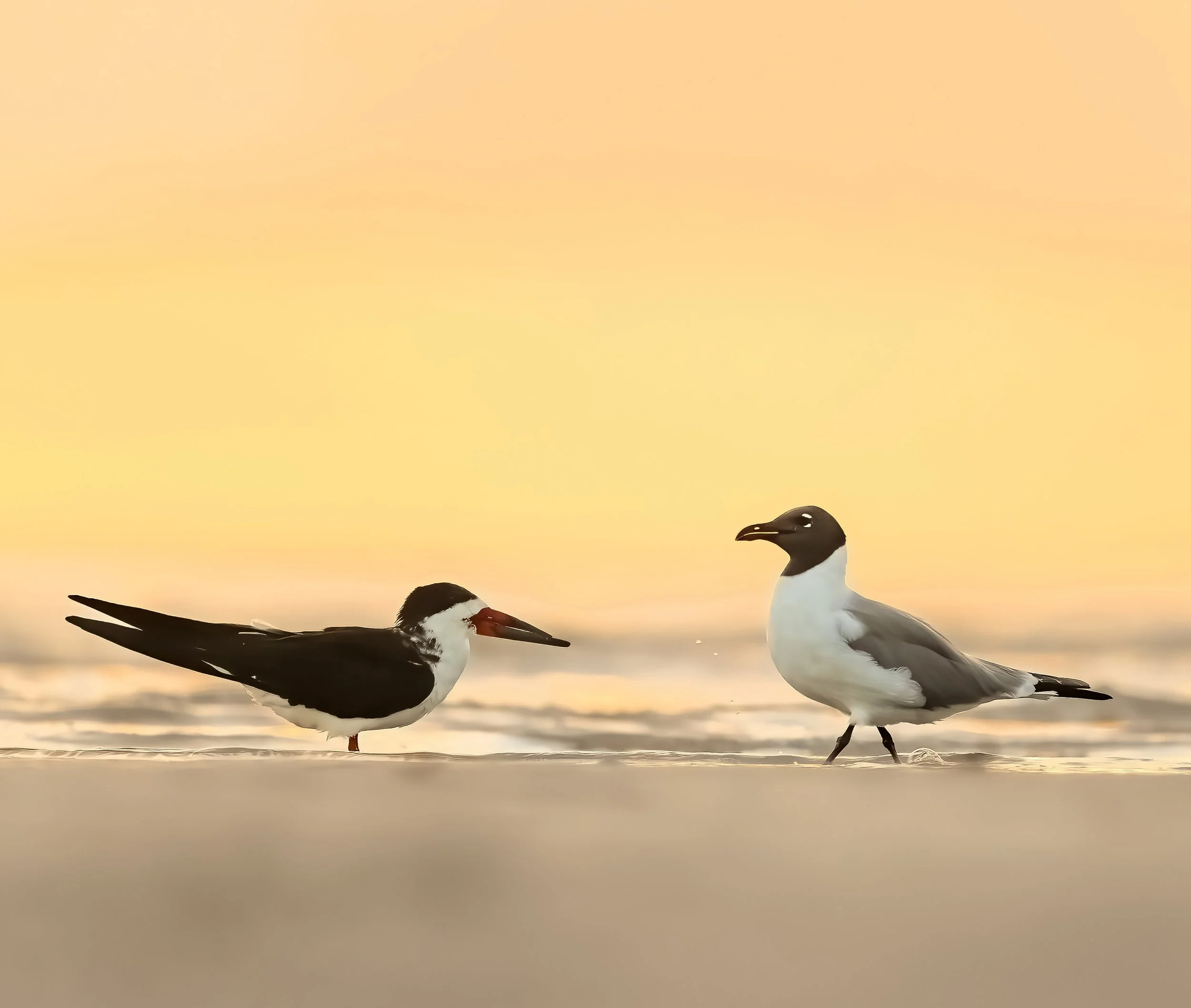 Black Skimmer and Laughing Gull