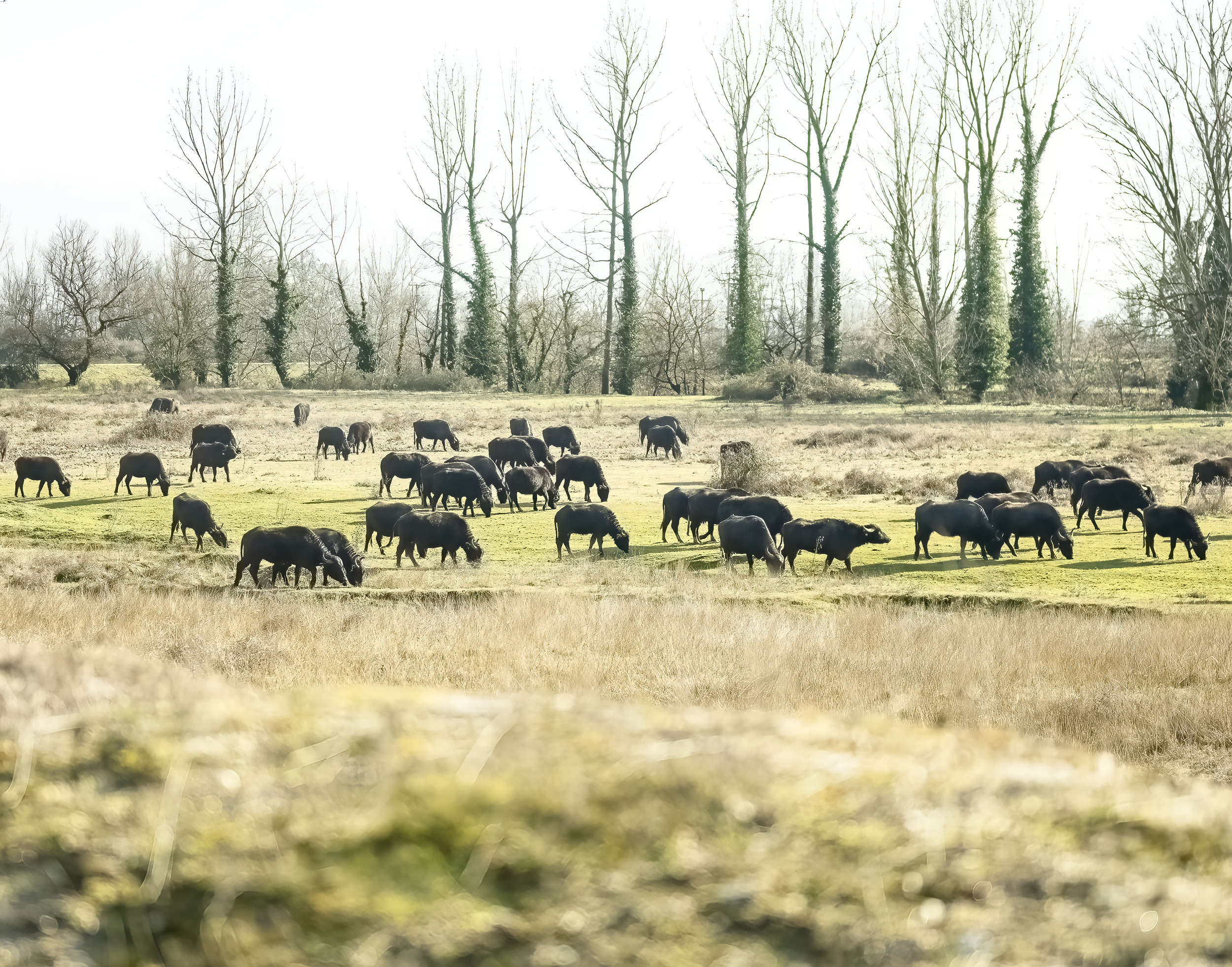 A herd of Water Buffalo in Northern Greece near Lake Kerkini