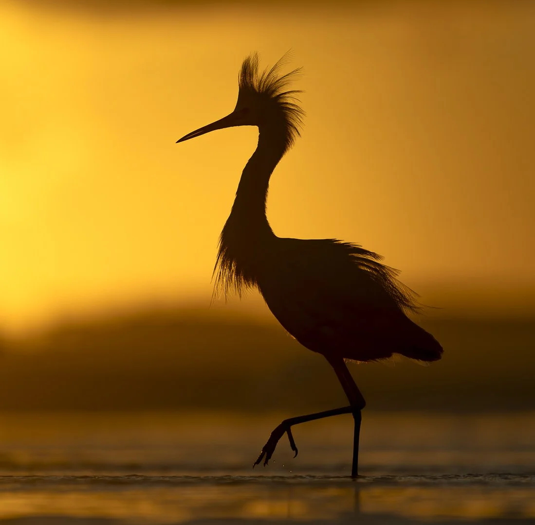 Snowy Egret in defensive posture at dawn - Hilton Head Island