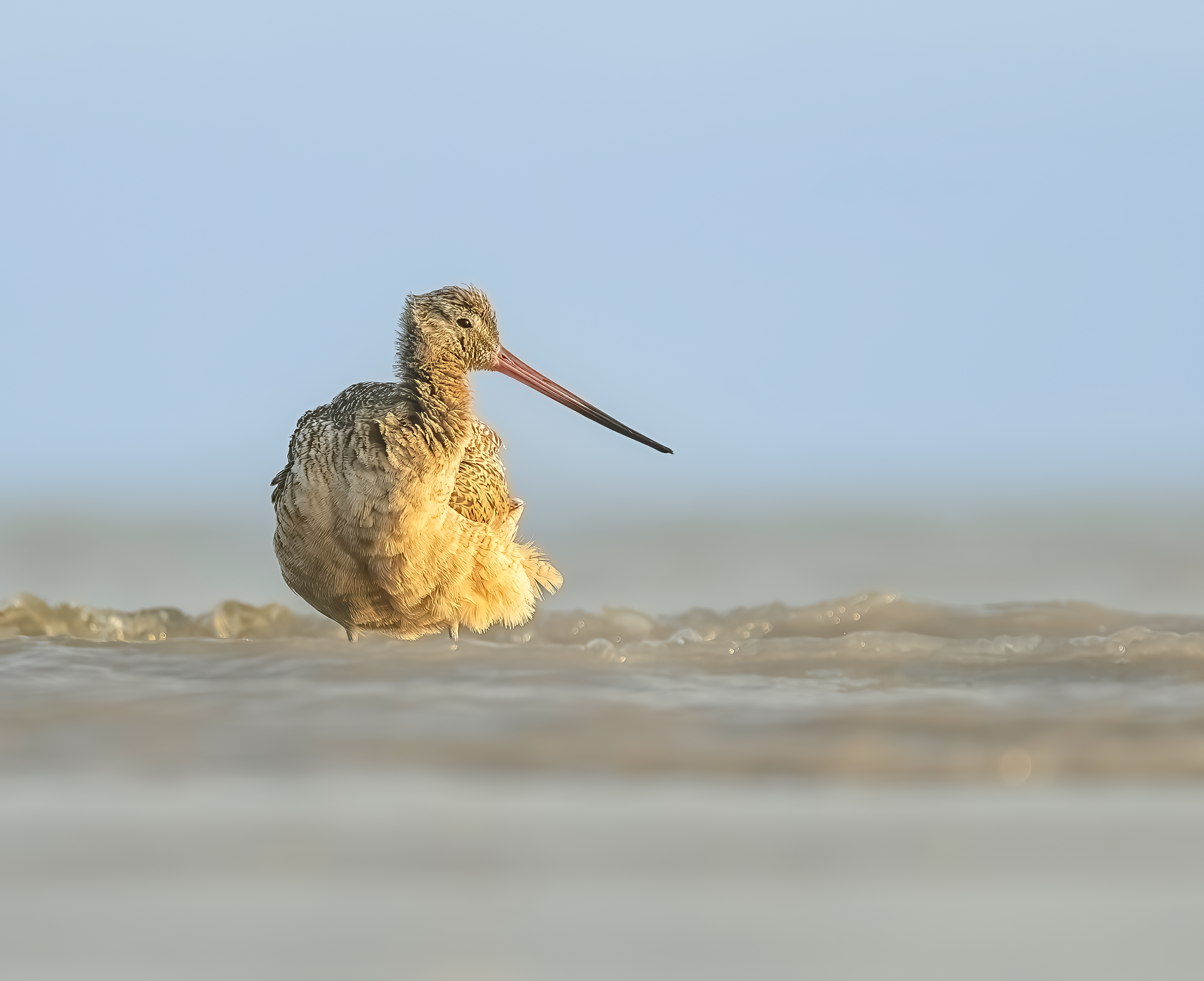 Marbled Godwit