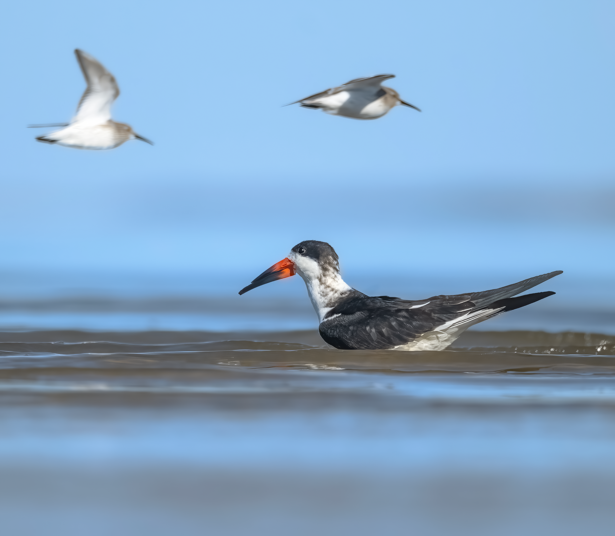 Black Skimmer