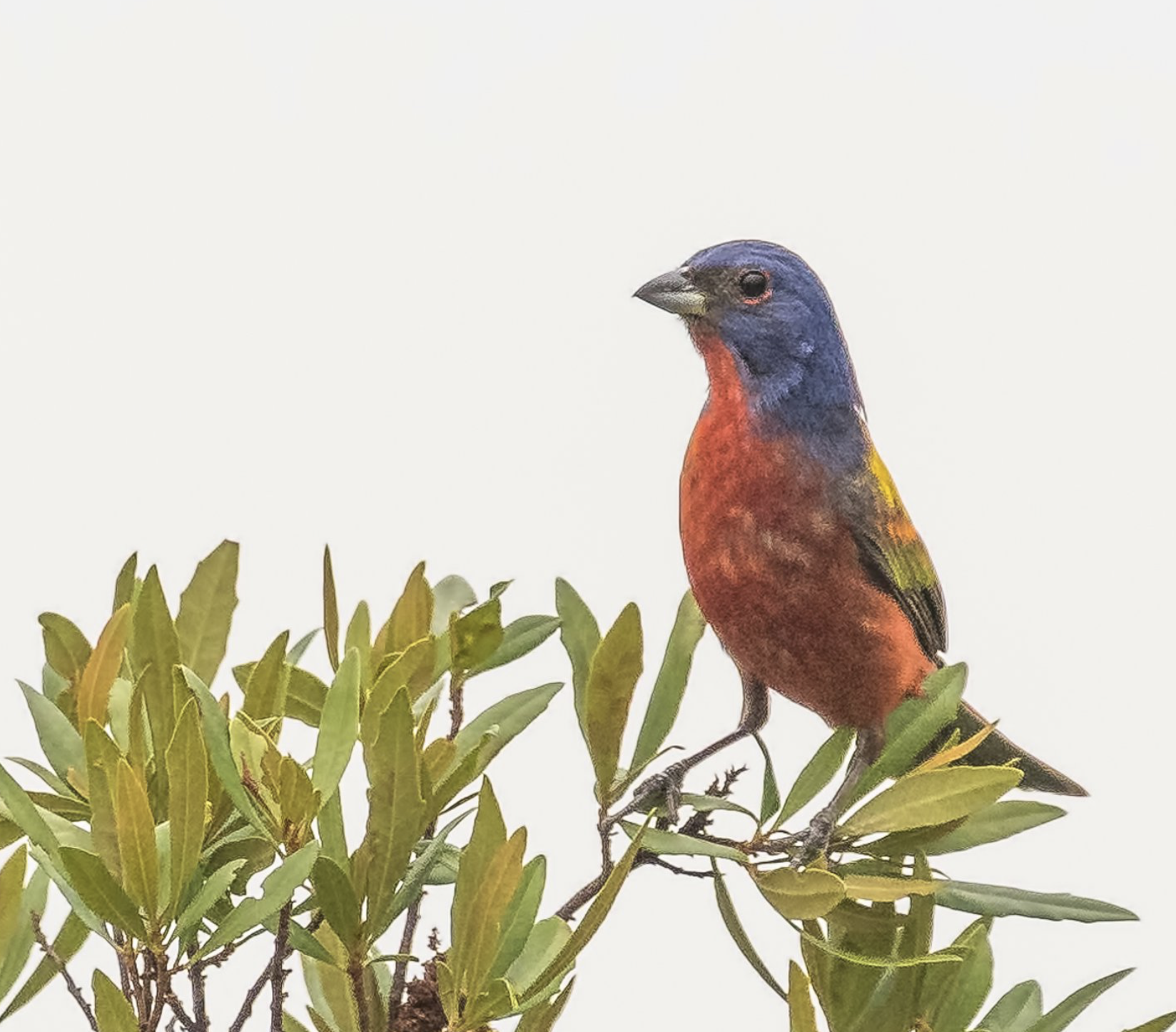 Painted Bunting - Male - Perched on a Bush - Hilton Head Island