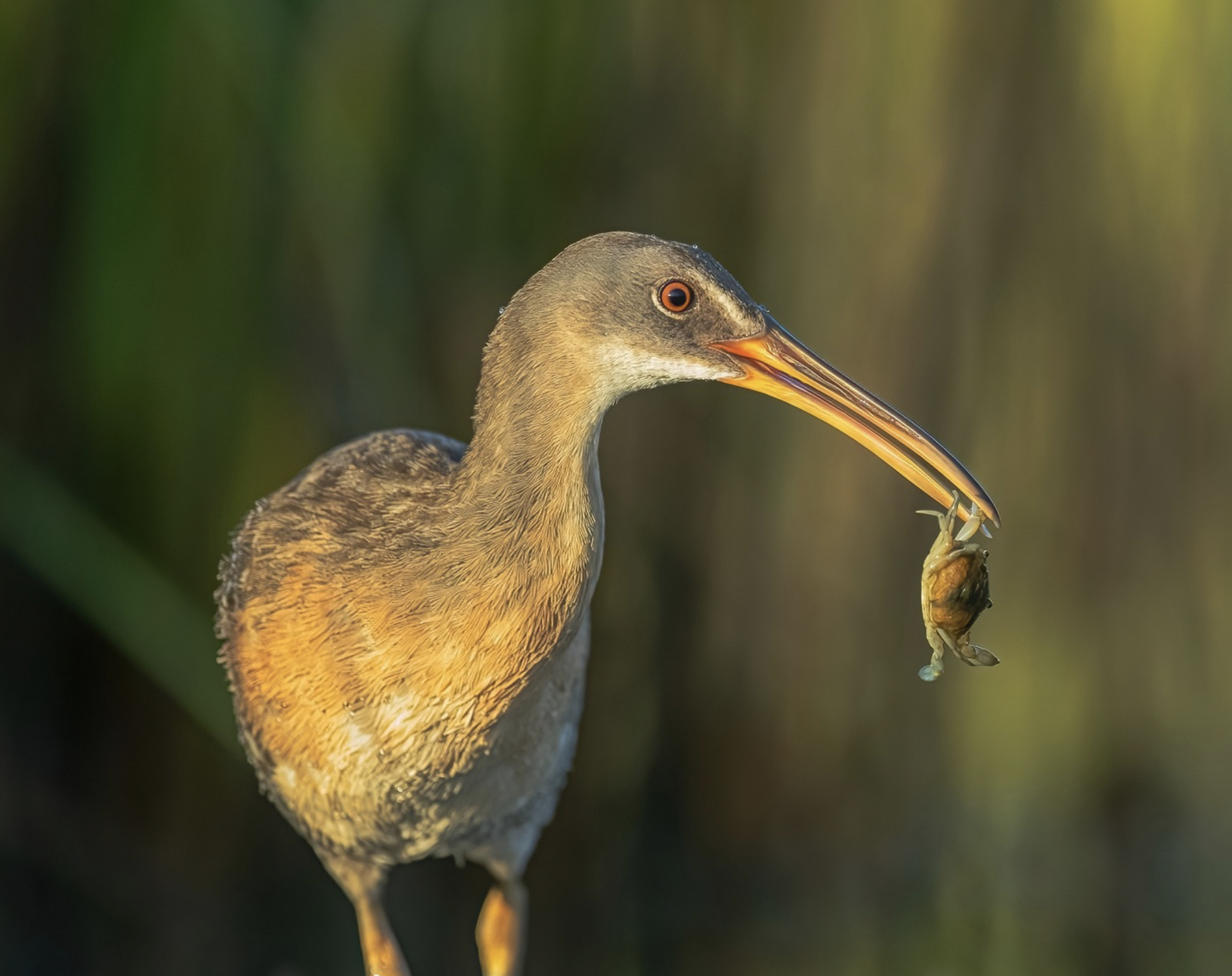 Clapper Rail in the Marsh Hilton Head Island