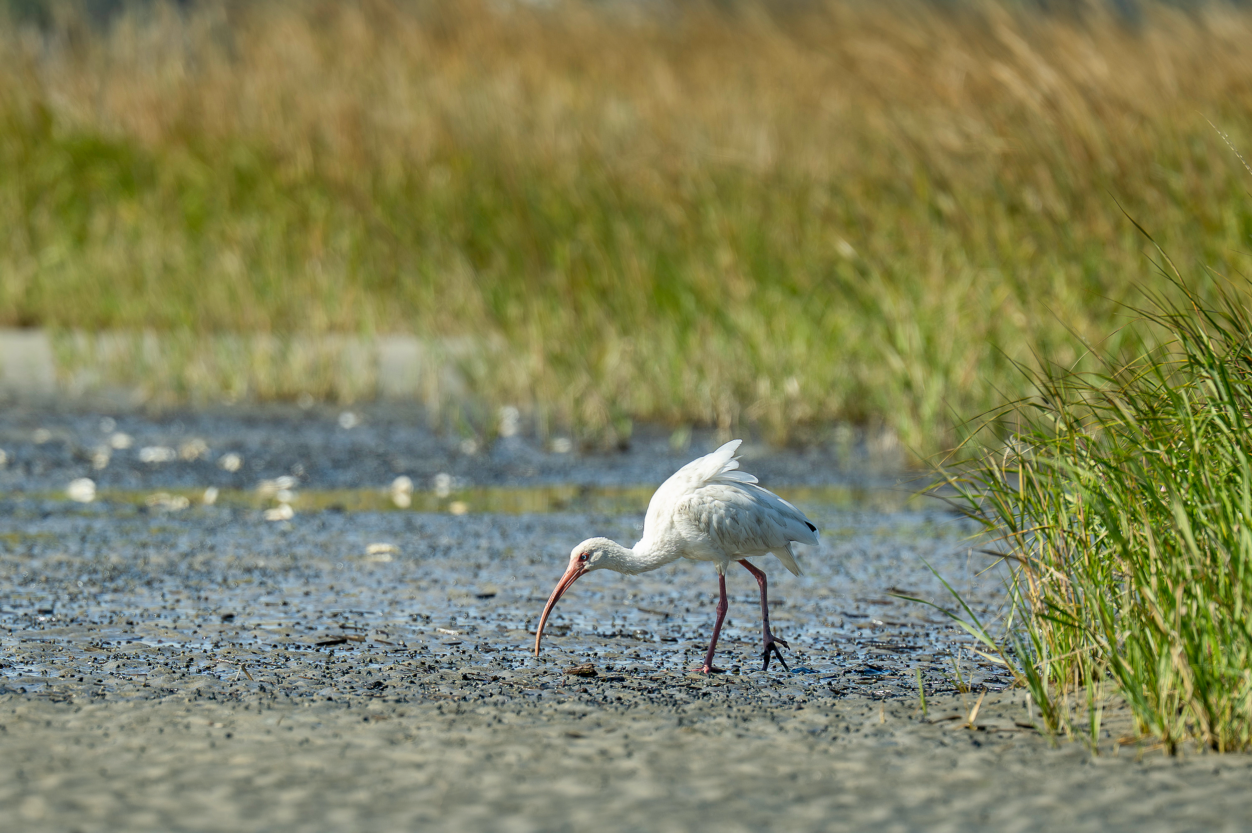 White Ibis feeding on mud flat on Hilton Head Island