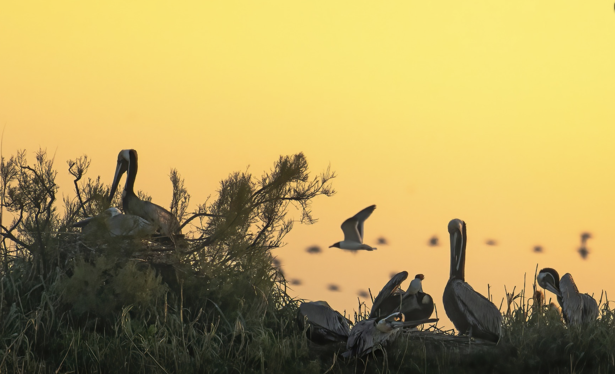 Brown Pelican Nesting Colony Deveaux Bank South Carolina