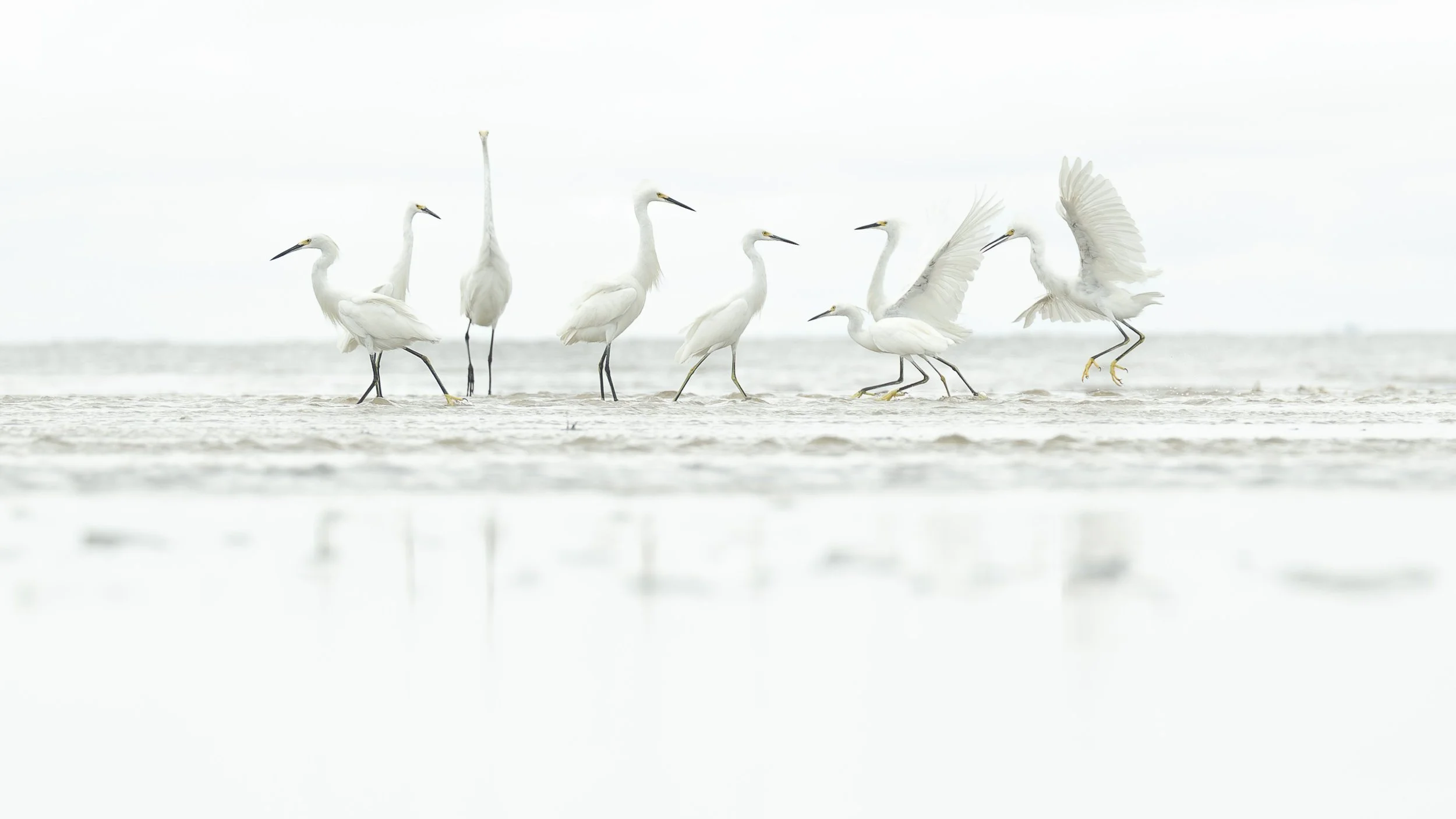 Great Egrets and Snowy Egrets feeding Hilton Head Island