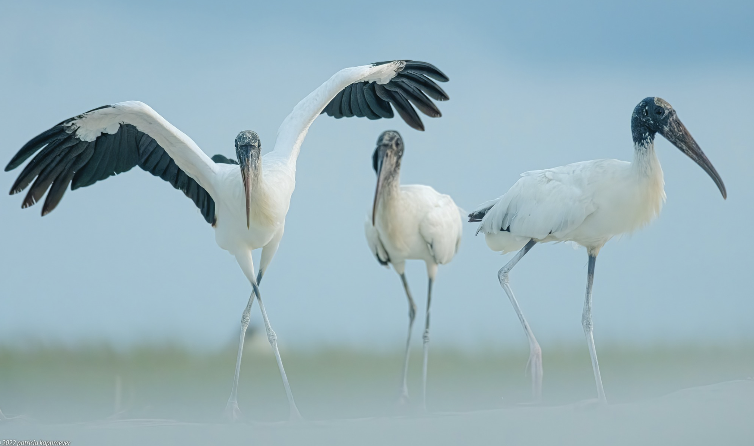 Juvenile Wood Storks Hilton Head Island