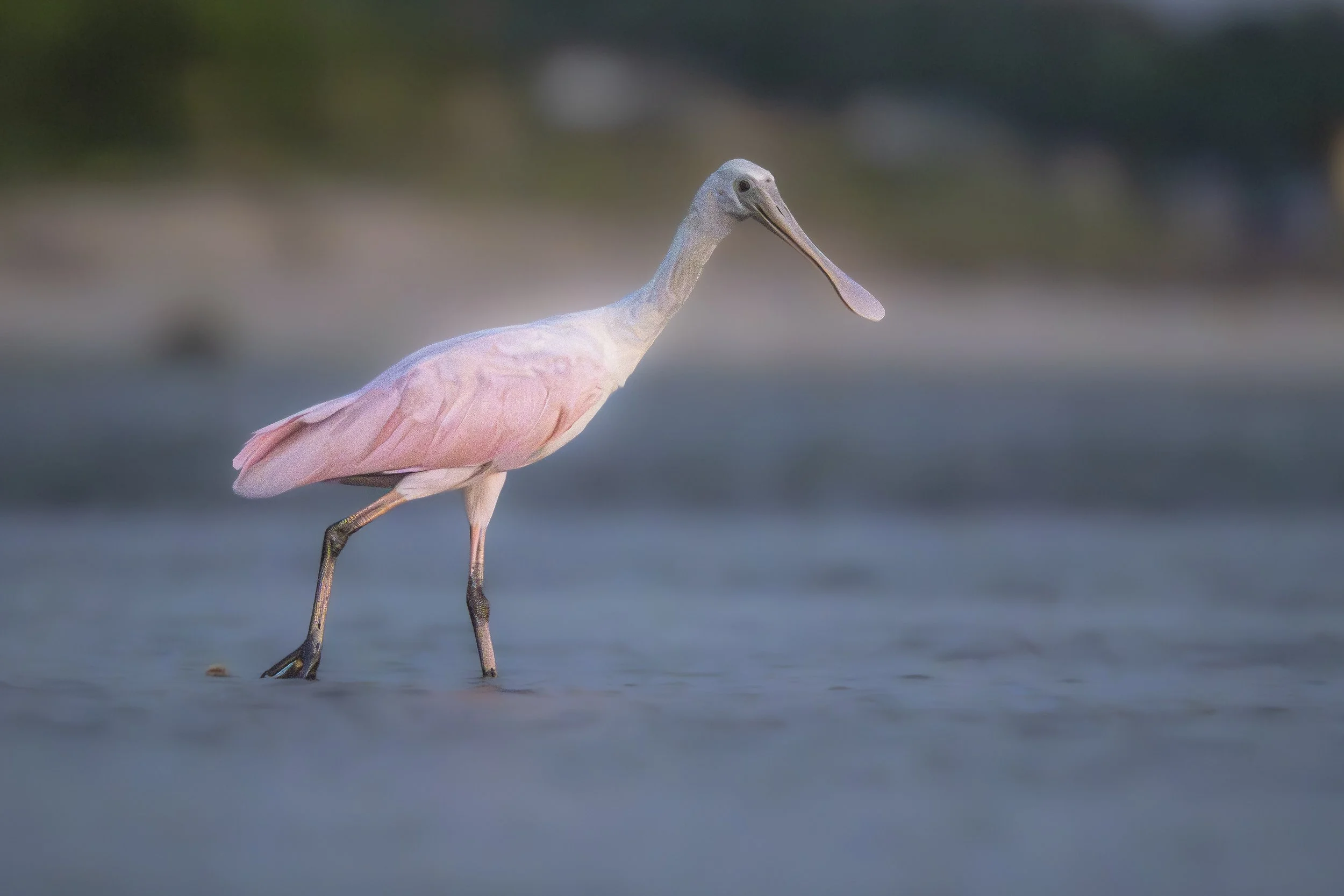 uvenile Roseate Spoonbill feeding on mudflats Hilton Head Island