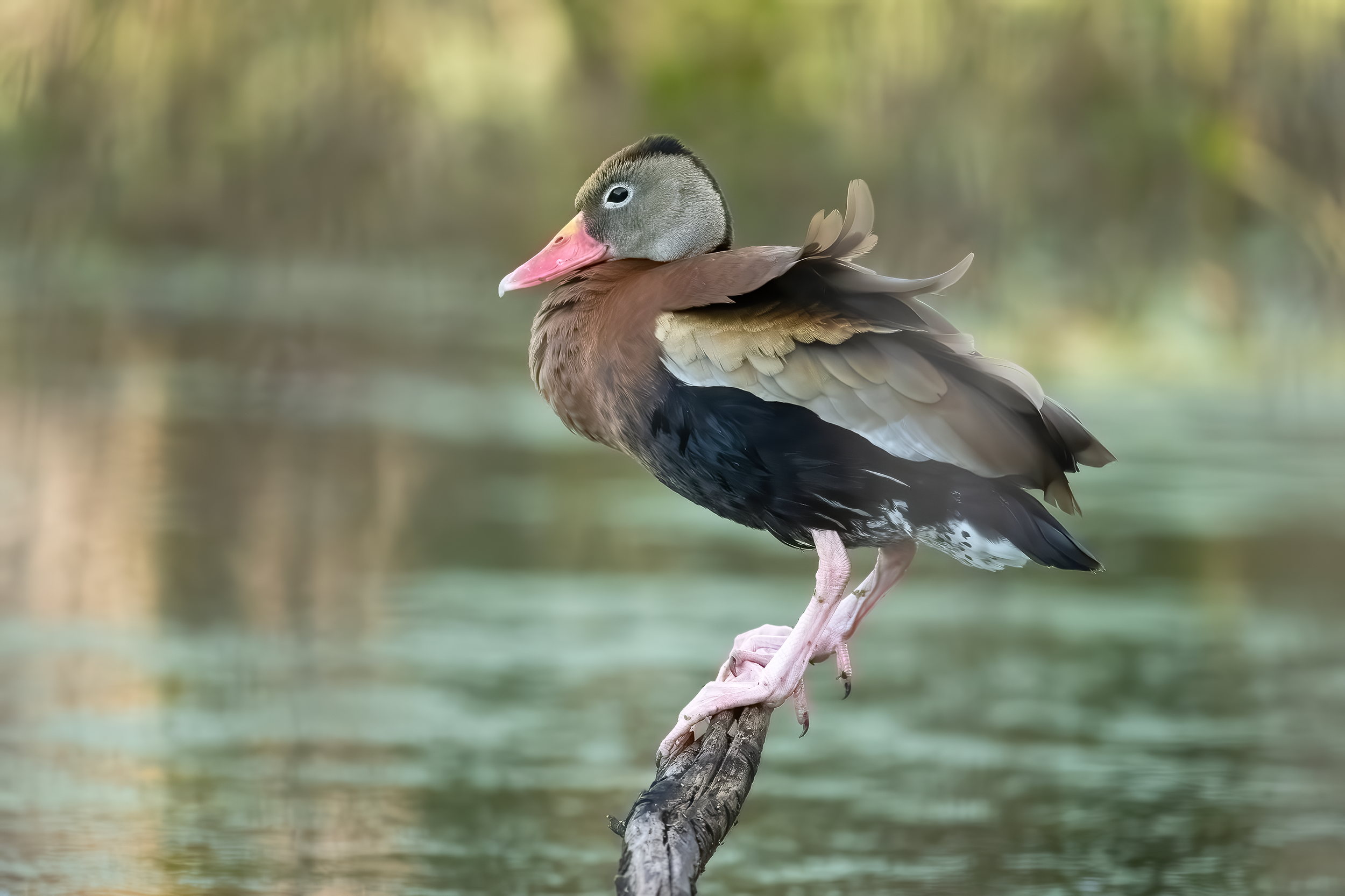 Black-bellied Whistling Duck Pinckney Island NW