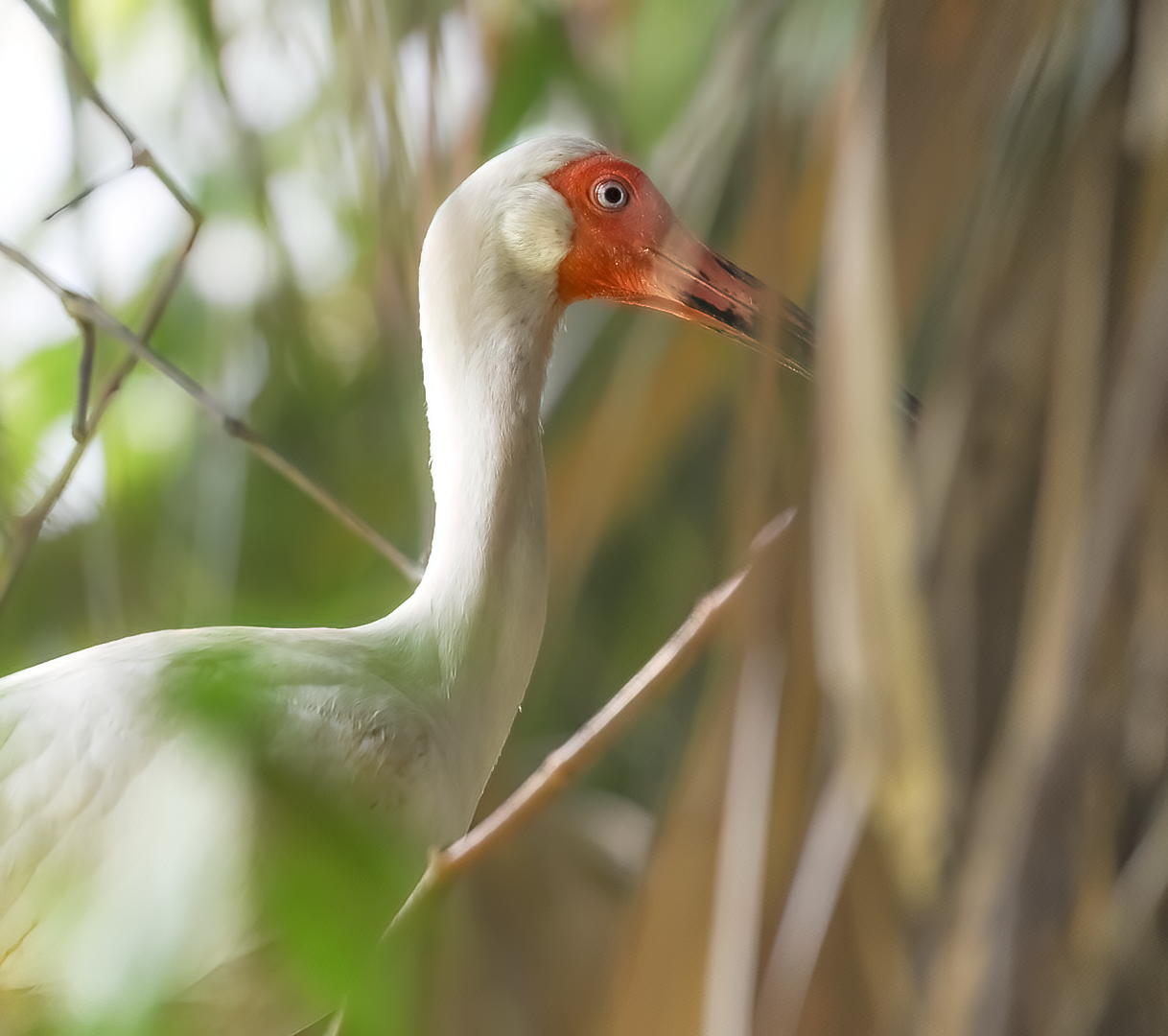 White Ibis - Ibis Pond - Pinckney Island NWR