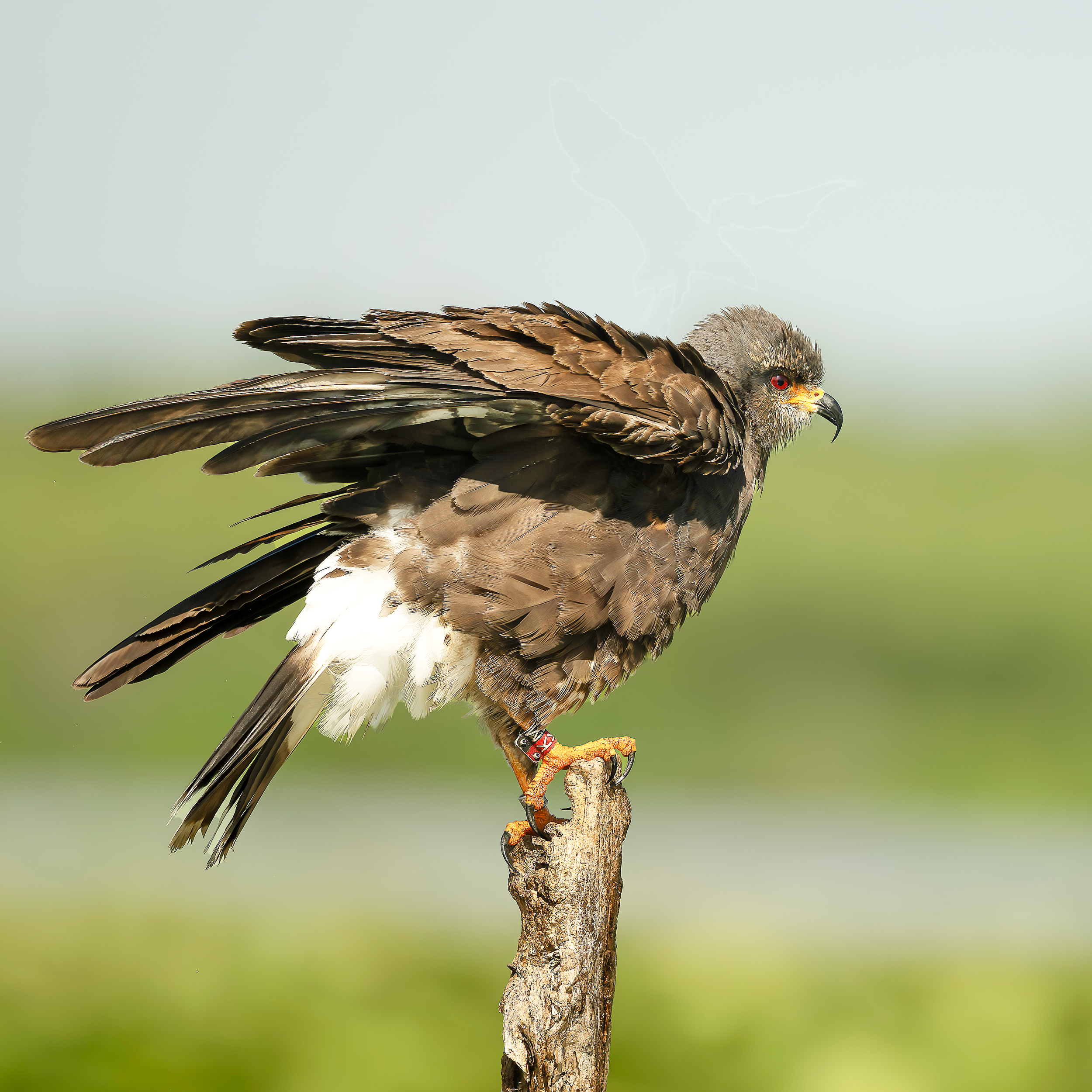 Juvenile Snail Kite Fluffing its Feathers Lake Kissimmee Florida