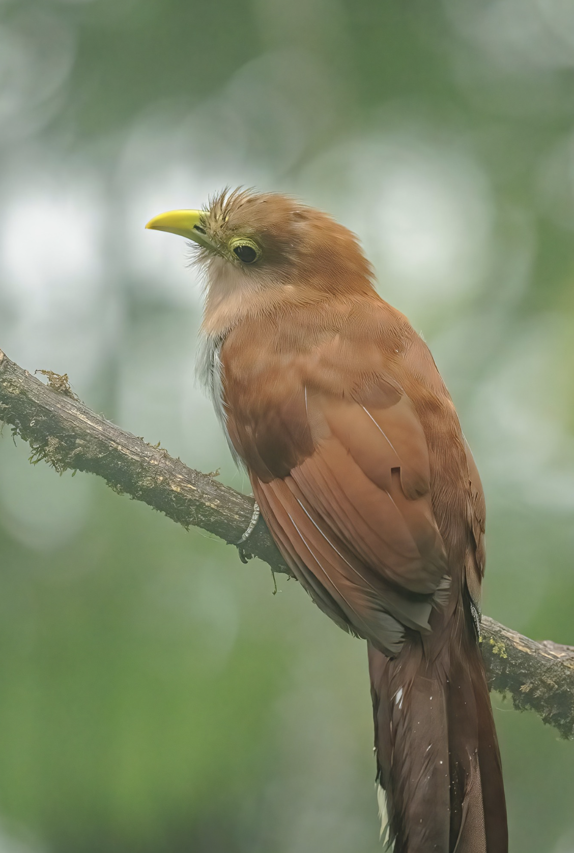 Squirrel Cuckoo perched on a limb Colombia