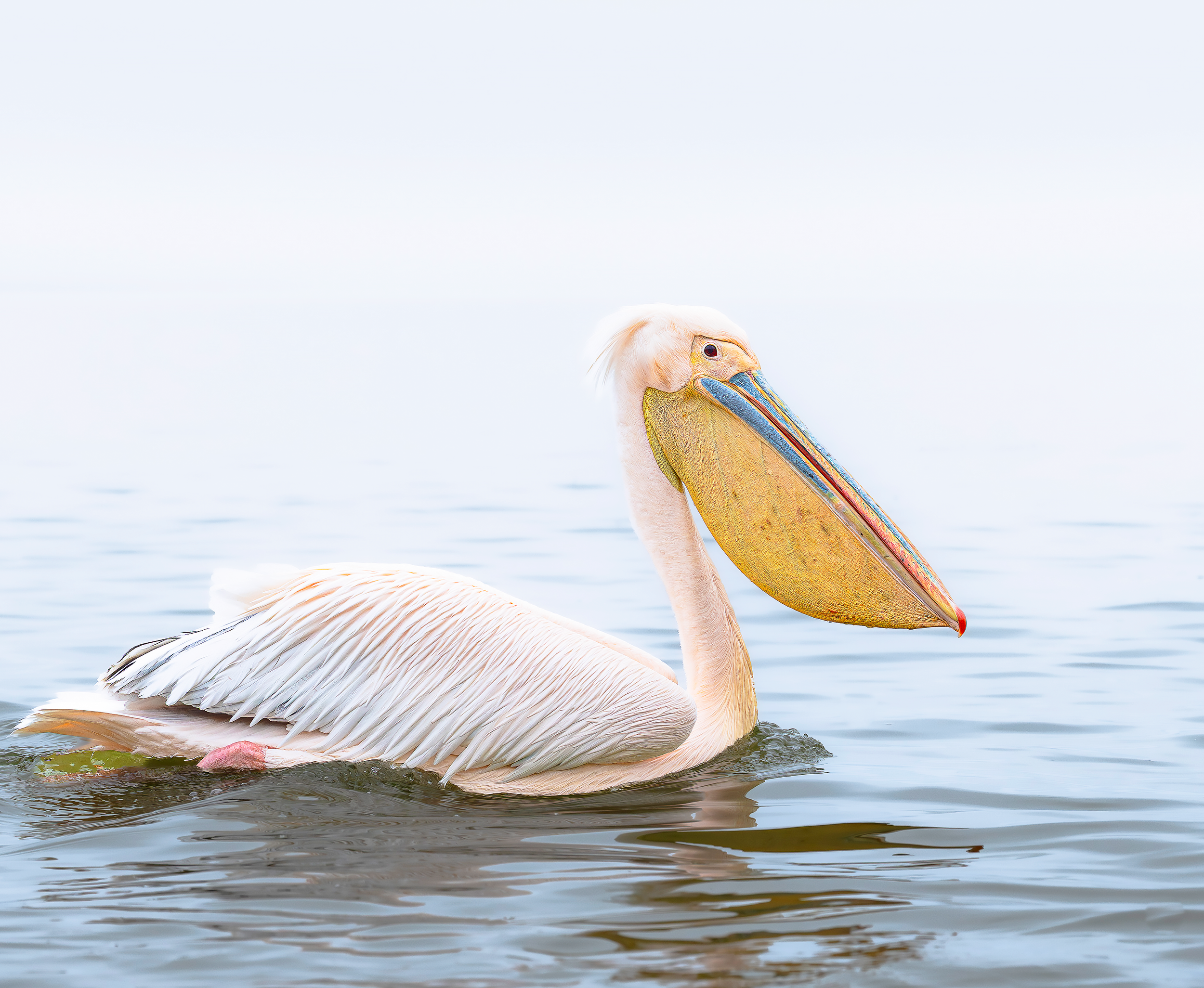 Great white pelican on Lake Kerkini in Northern Greece