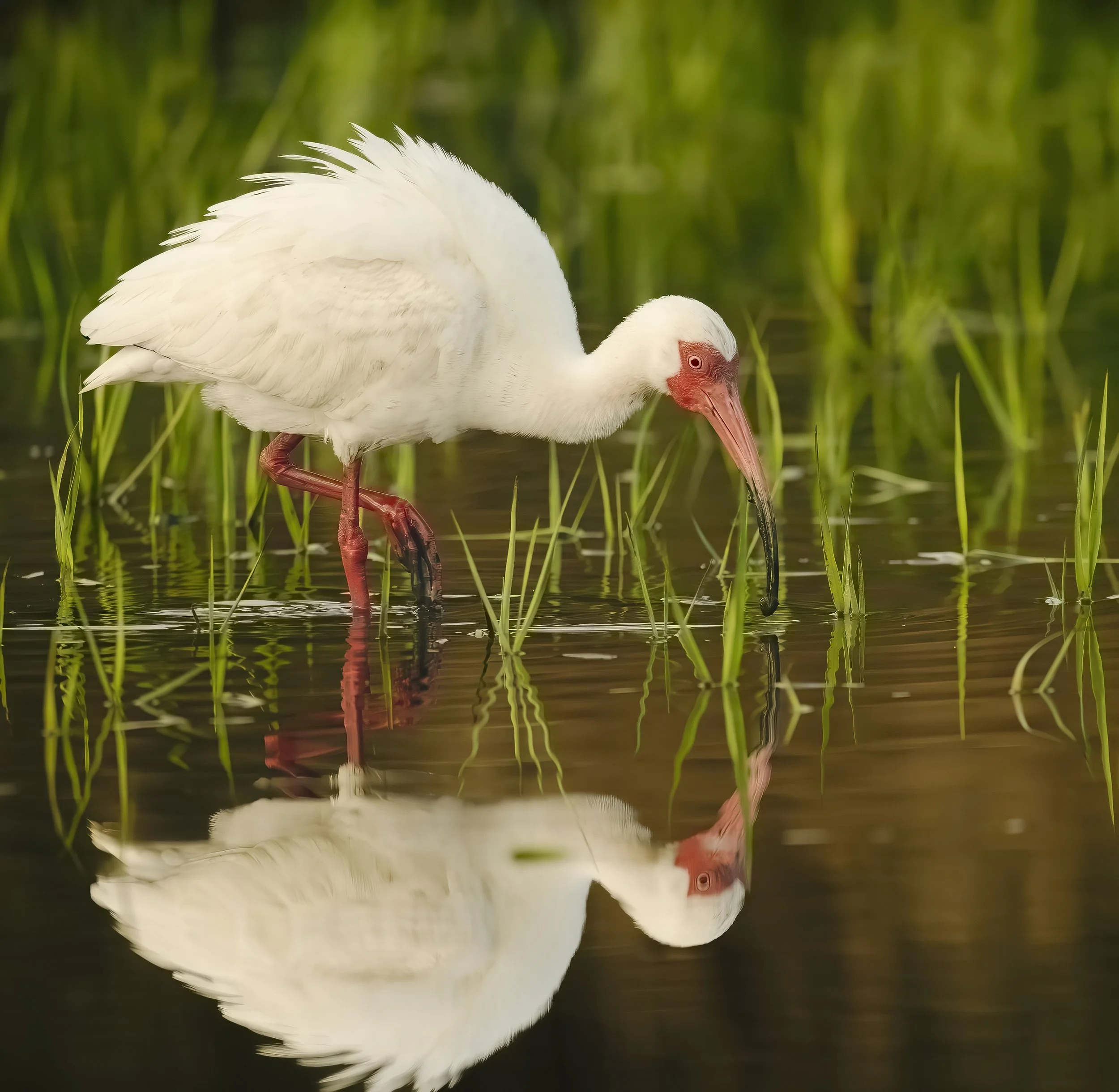 White Ibis feeding in the marsh - Hilton Head Island