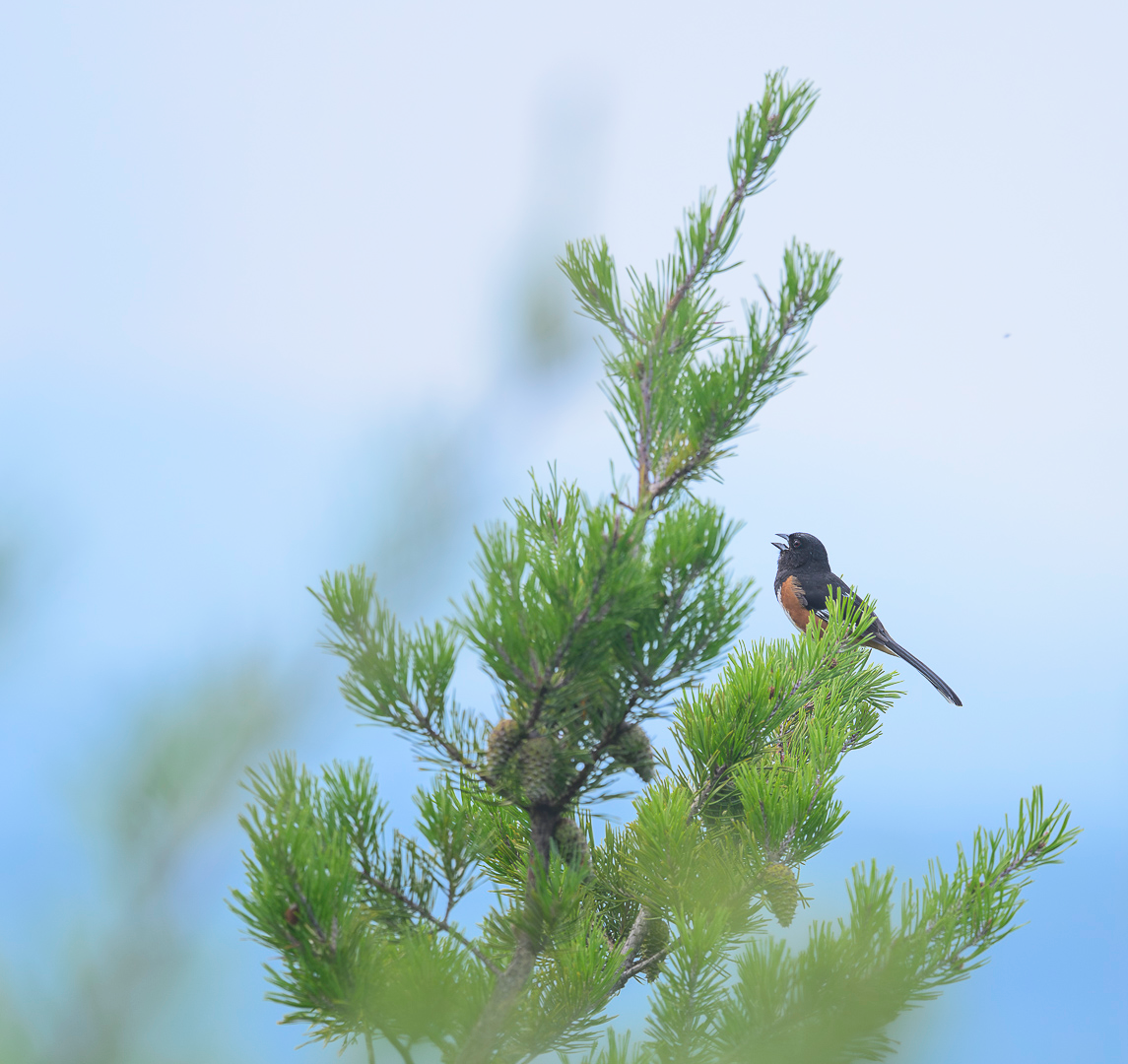 Eastern Towhee Perched on a Tree Blue Ridge Mountains Georgia