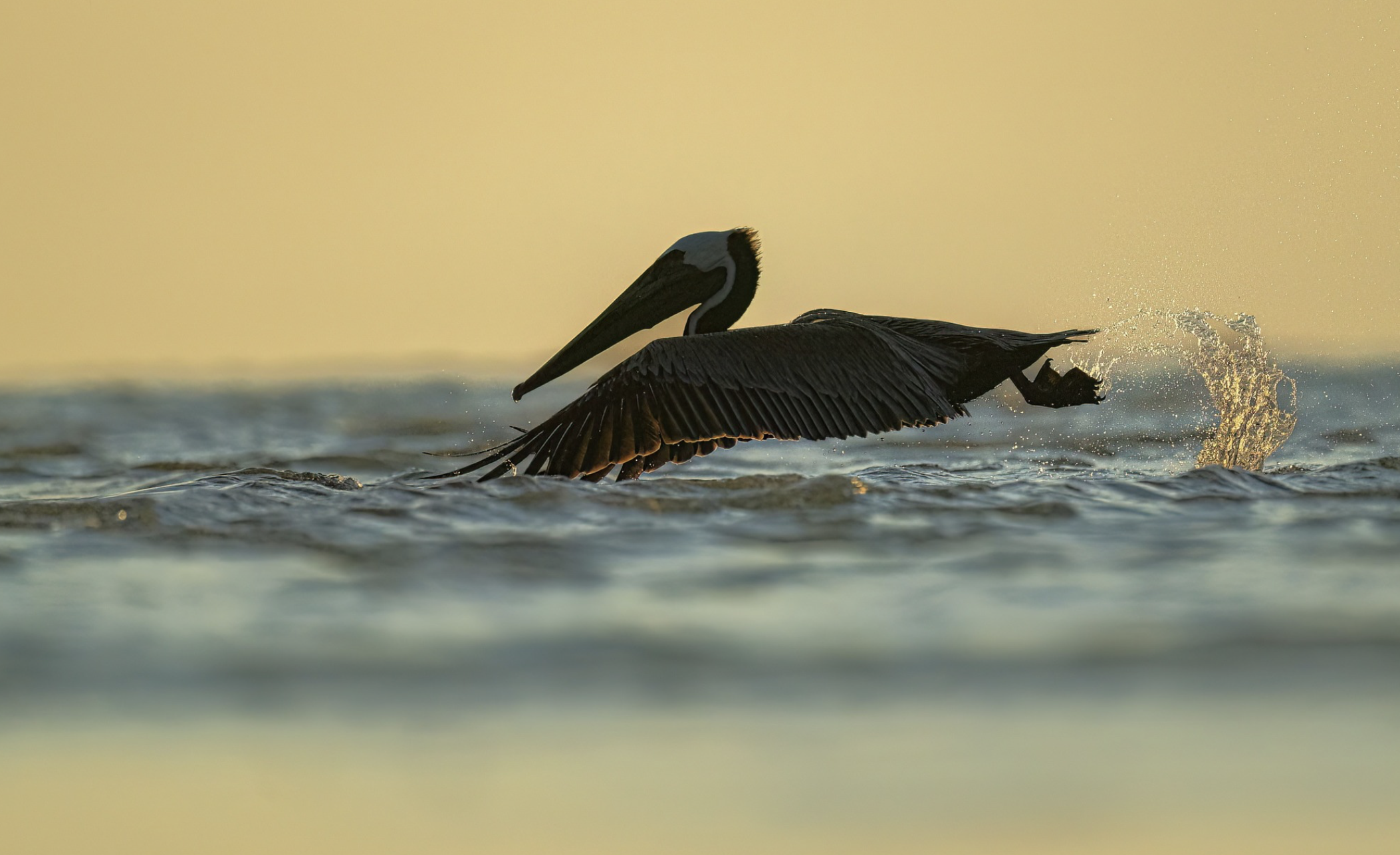 Brown Pelican in Flight Hilton Head Island