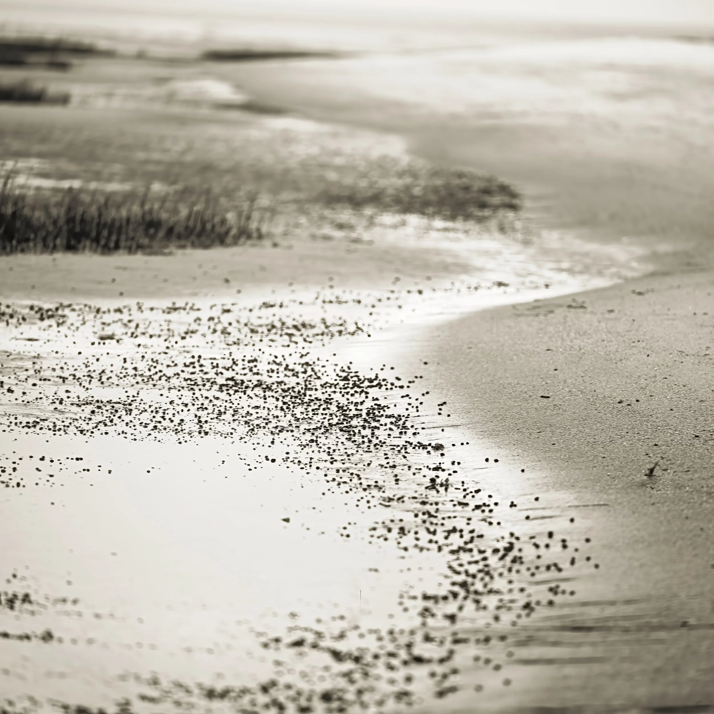 Wrack Line in Black and White on Hilton Head Island