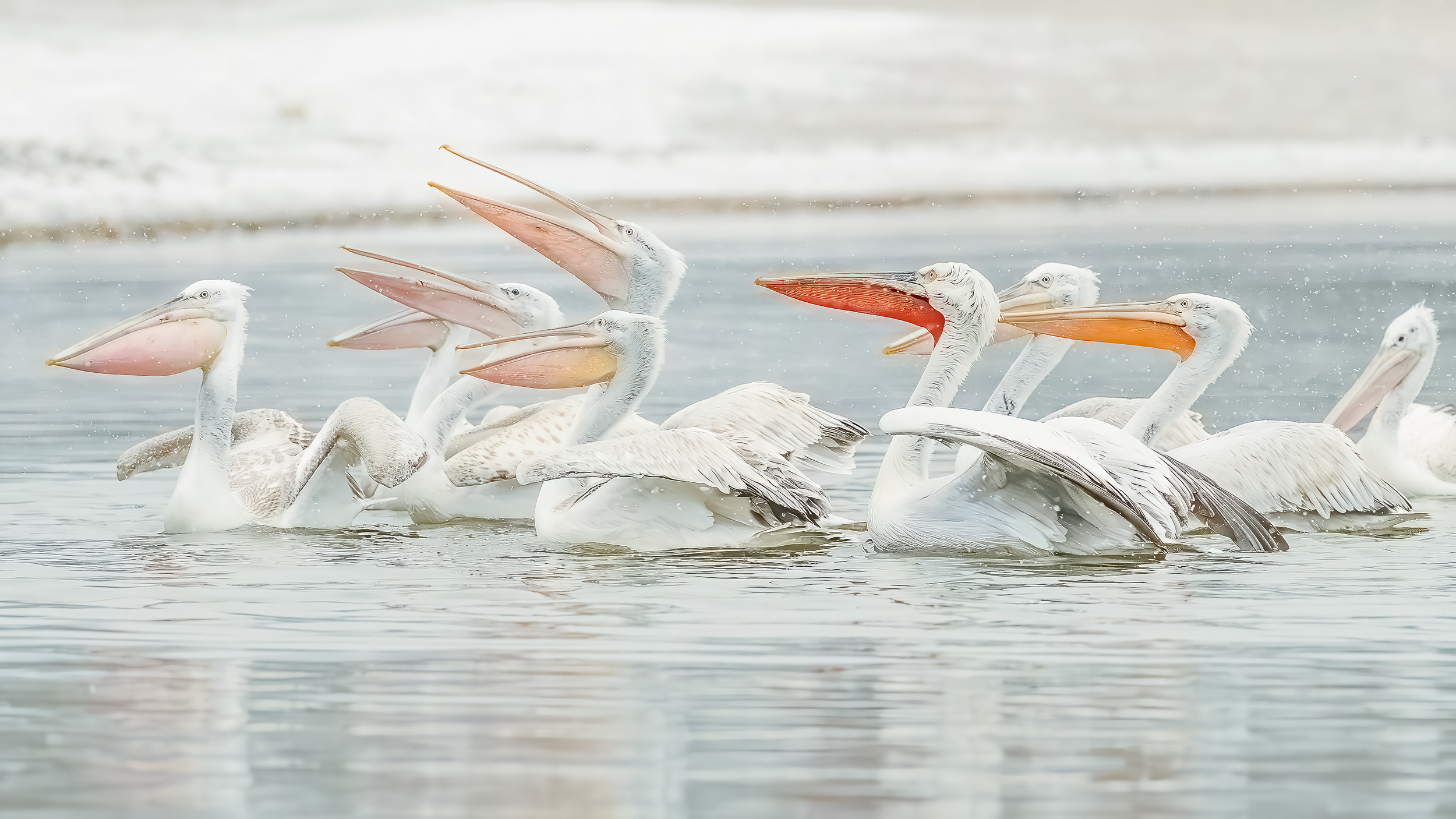 A flock of Dalmatian Pelicans on Lake Kerkini in the snow in Northern Greece