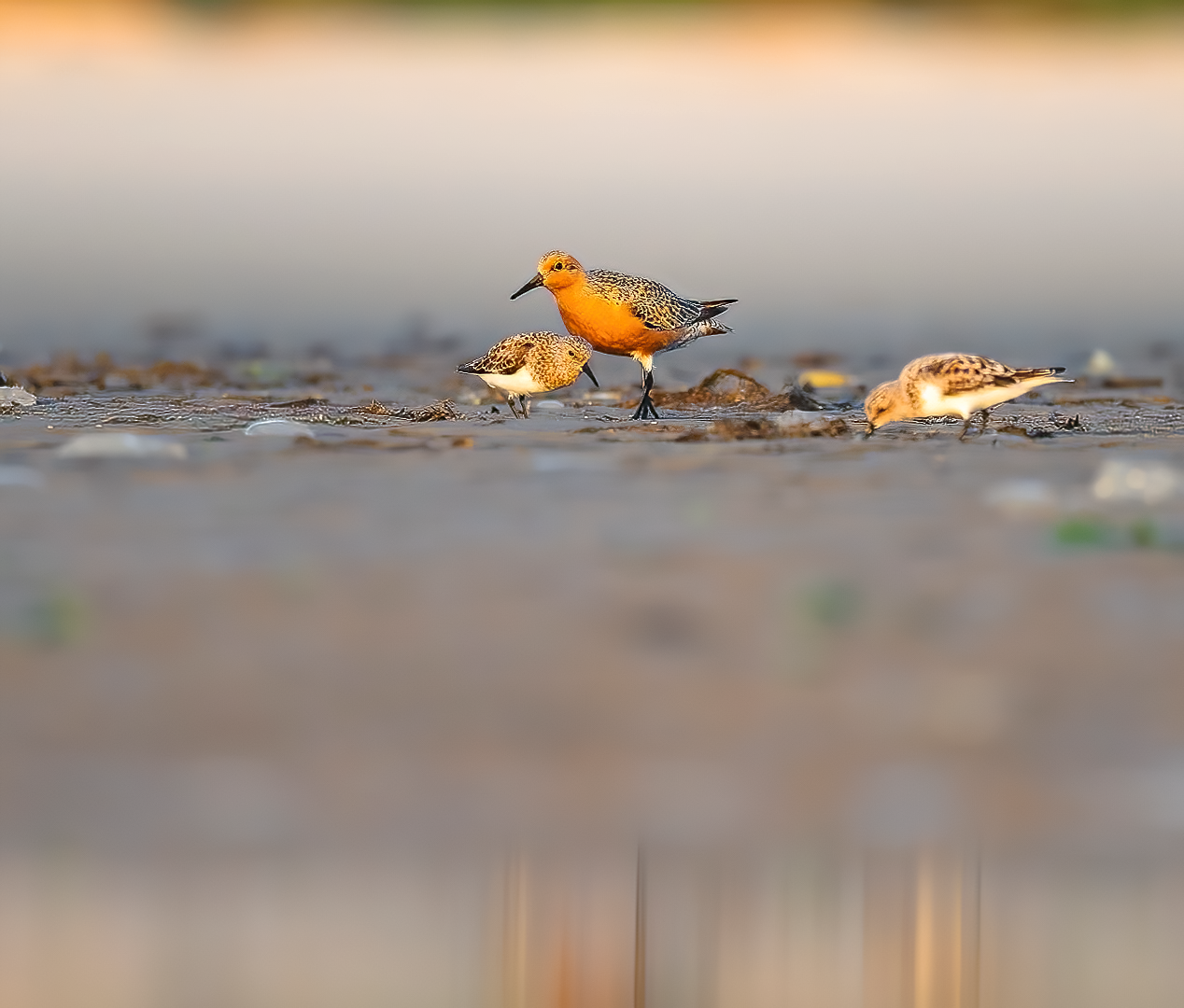 Red Knot